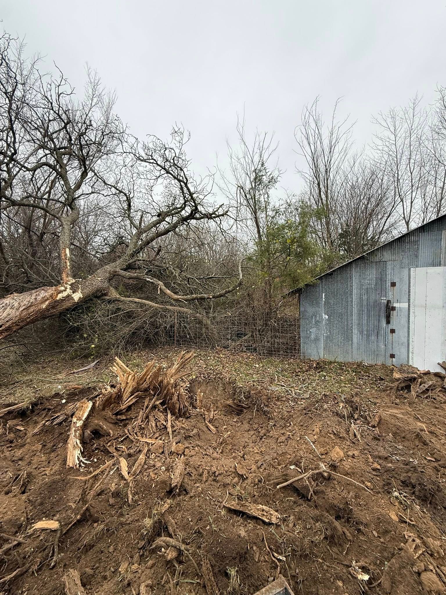 A fallen tree, dirt, and a corrugated metal shed under a gray sky.