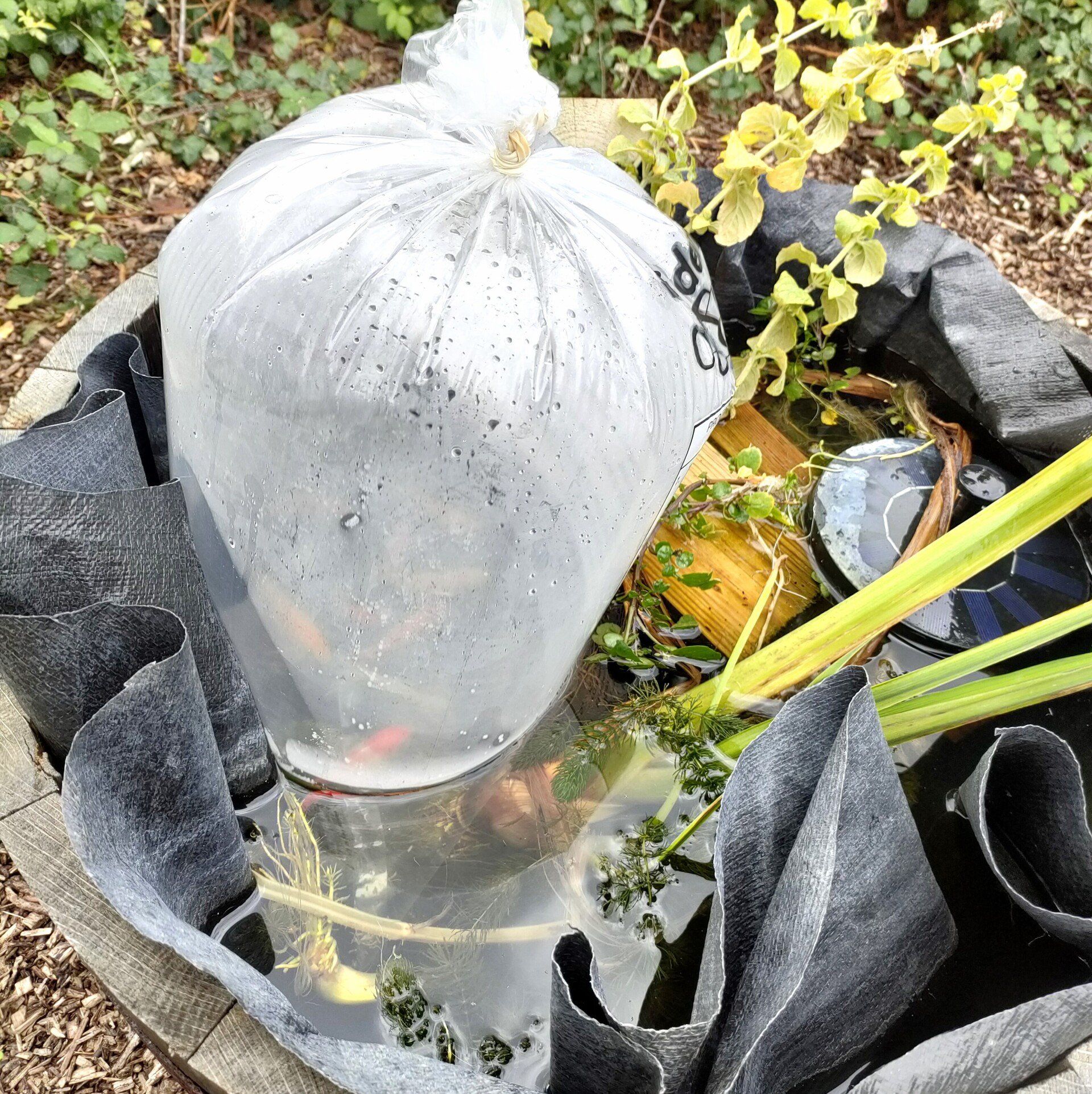 Cut wodden barrel with black membrane filled with water, pond plants and a separate plastic bag containing some goldfish