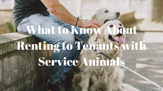 two service dogs with a person holding a cane
