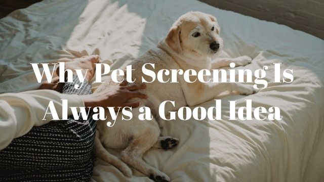 Pet Screening: Why It's Always a Good Idea for Landlords