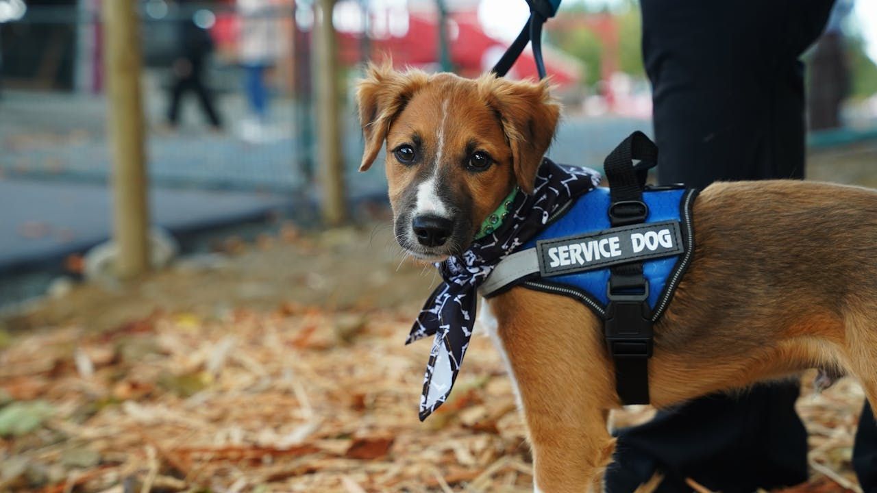 service dog on a leash outdoors
