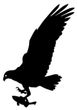 Hawk with fish