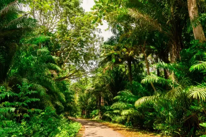 a dirt road going through a lush green forest  in Tobago 
