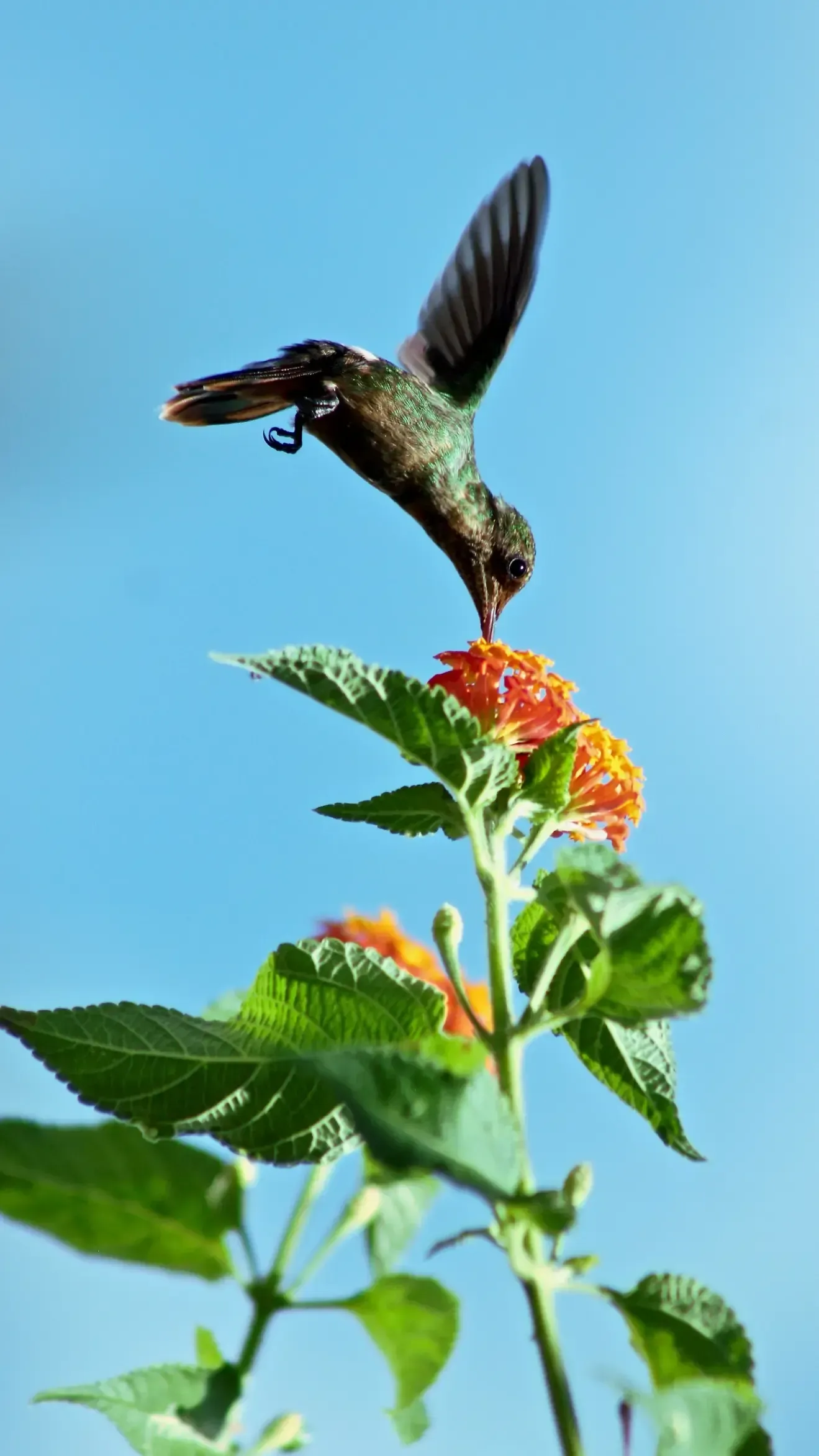 a hummingbird perched on a flower with a blue sky in the background  in Tobago 