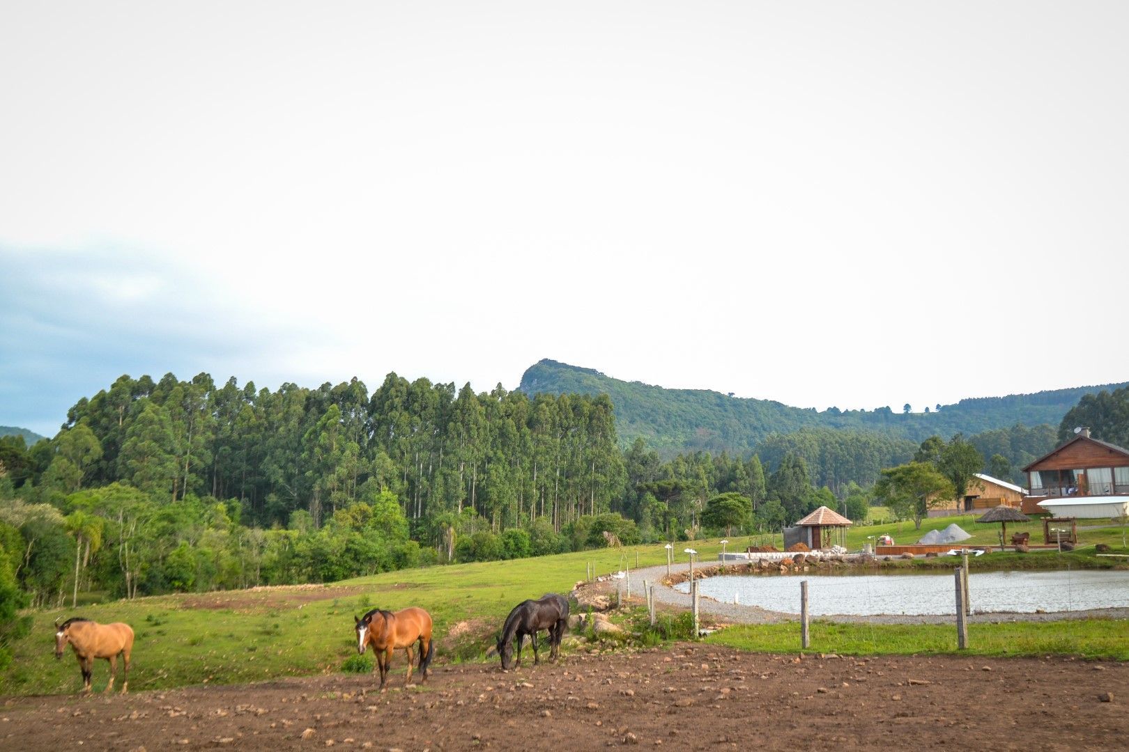 Um grupo de cavalos está pastando em um campo próximo a um lago.
