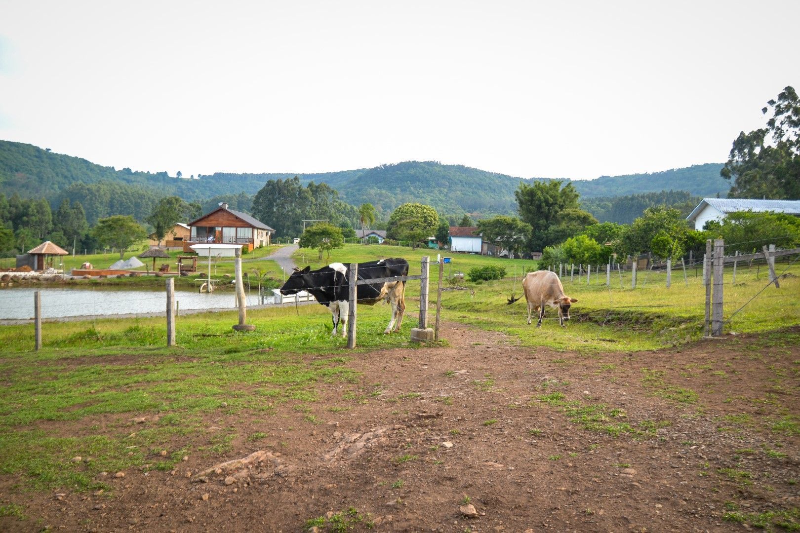 Duas vacas estão pastando em um campo gramado próximo a uma cerca.