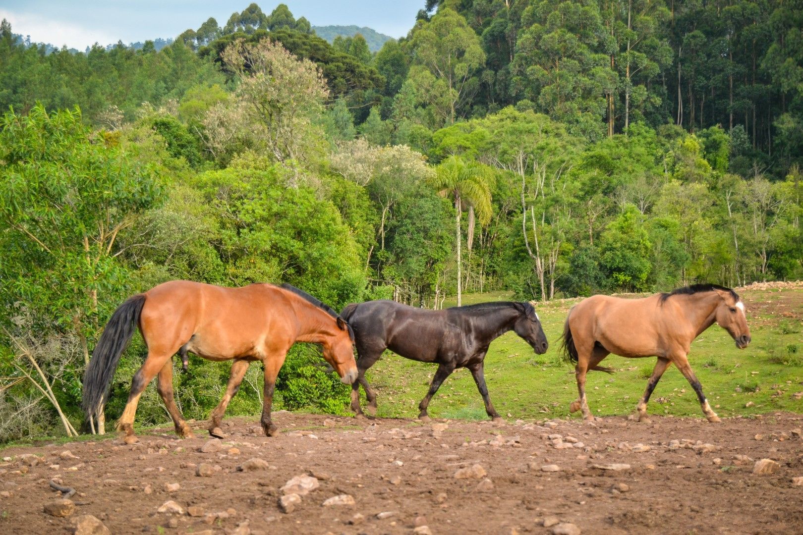 Três cavalos estão caminhando em um campo com árvores ao fundo.