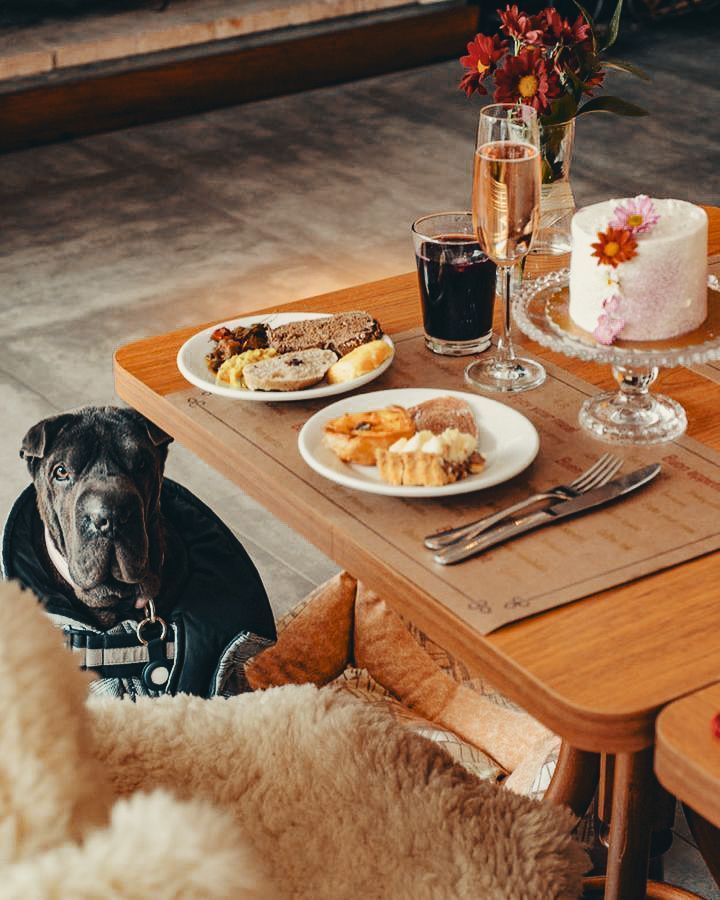 Pet acomodado em ambiente pet friendly