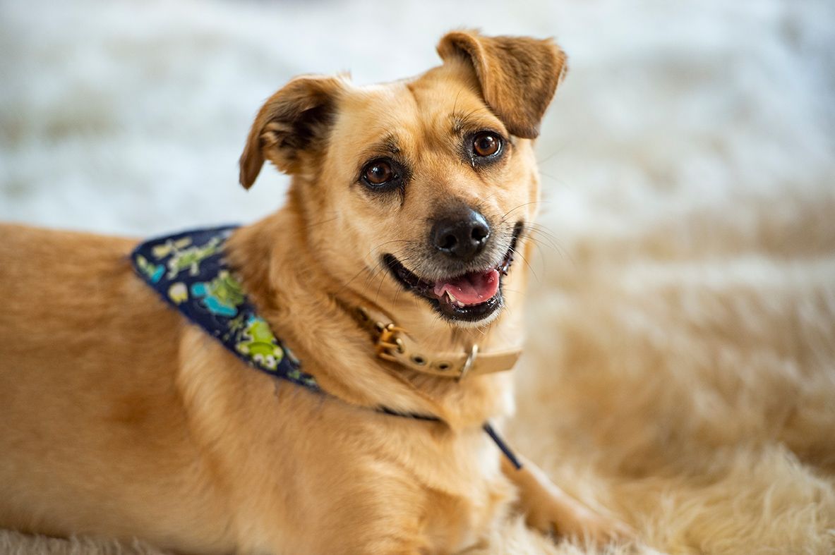 Hotel Refúgio da Montanha - Pet Friendly