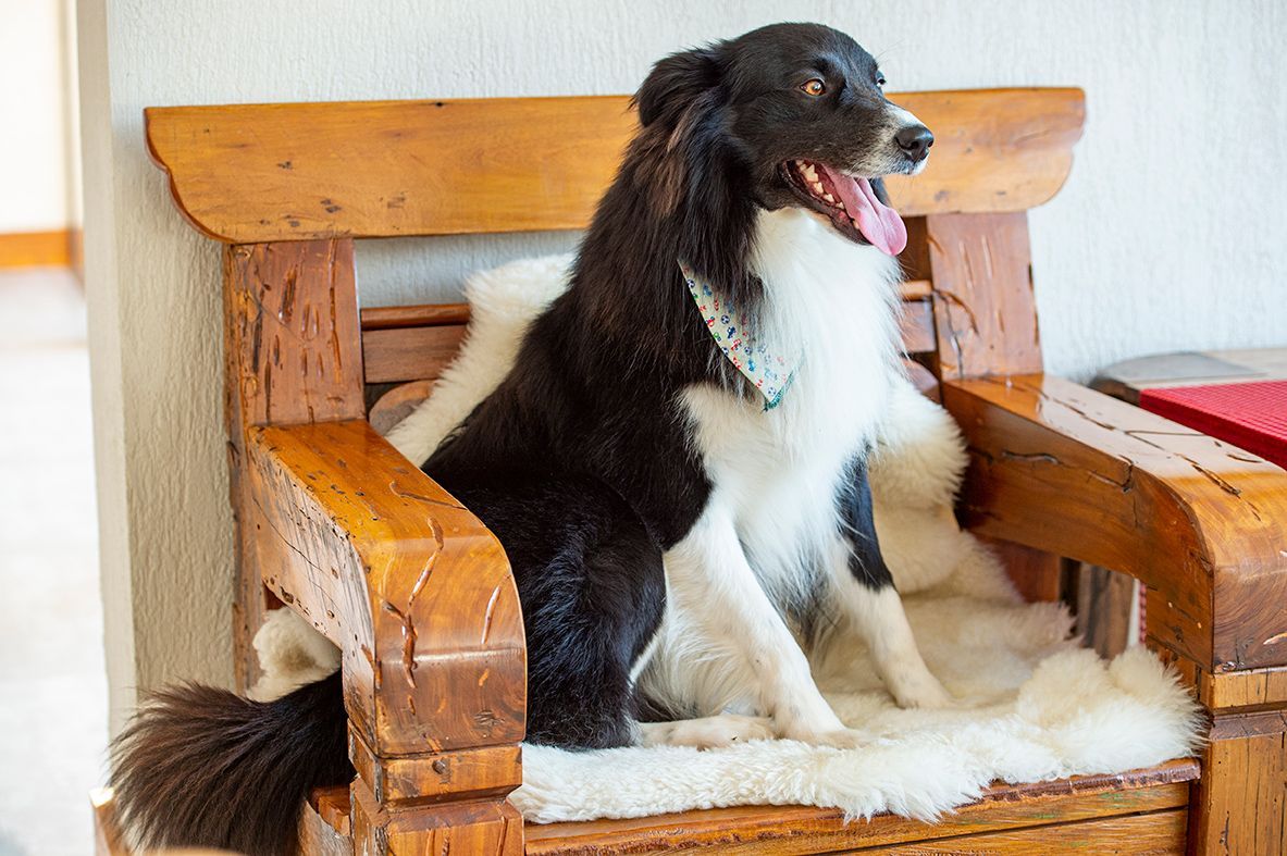 Hotel Refúgio da Montanha - Pet Friendly