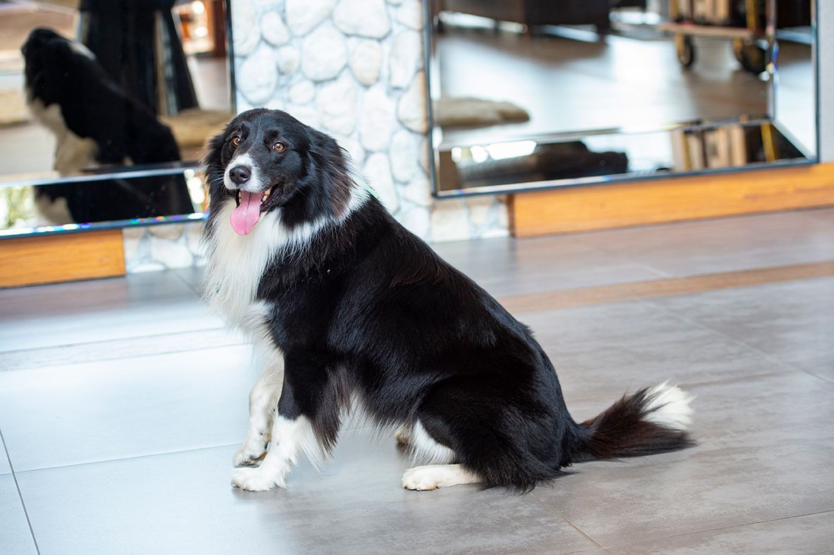 Hotel Refúgio da Montanha - Pet Friendly