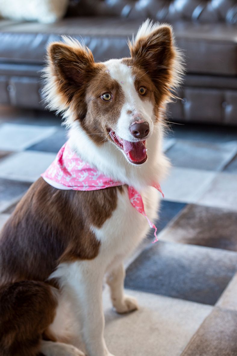 Hotel Refúgio da Montanha - Pet Friendly