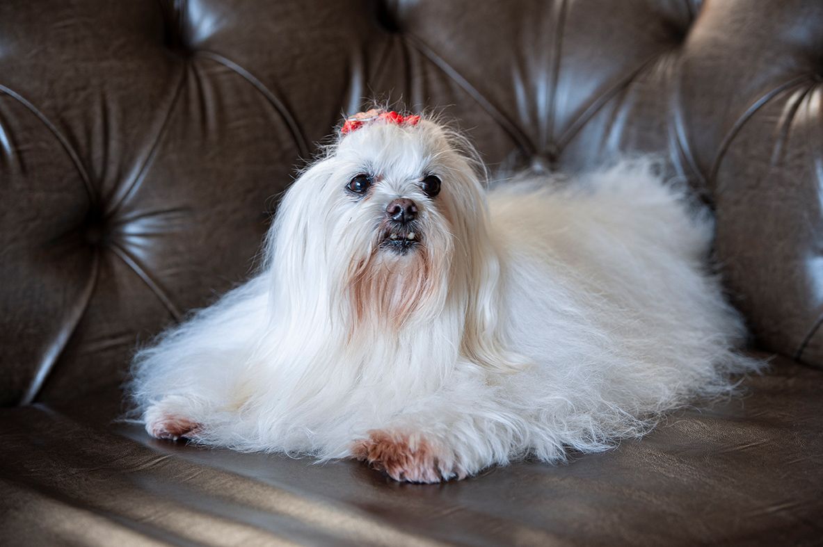 Hotel Refúgio da Montanha - Pet Friendly