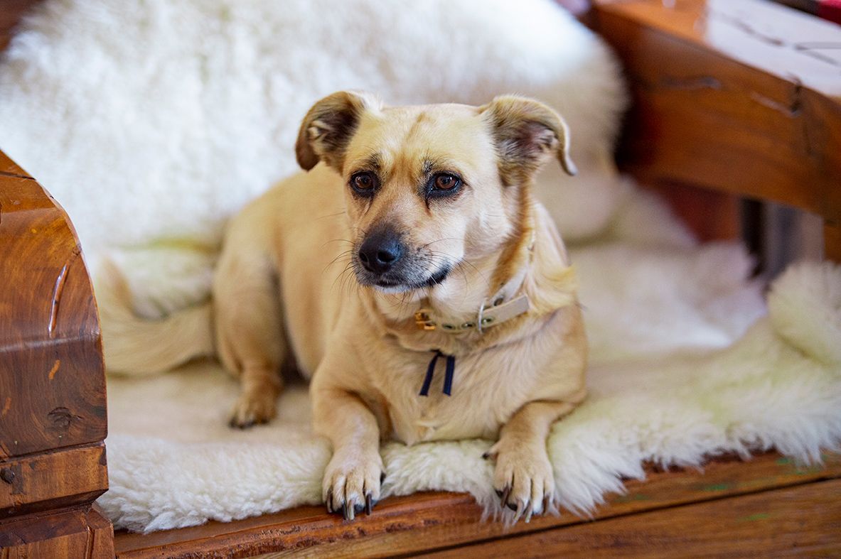 Hotel Refúgio da Montanha - Pet Friendly