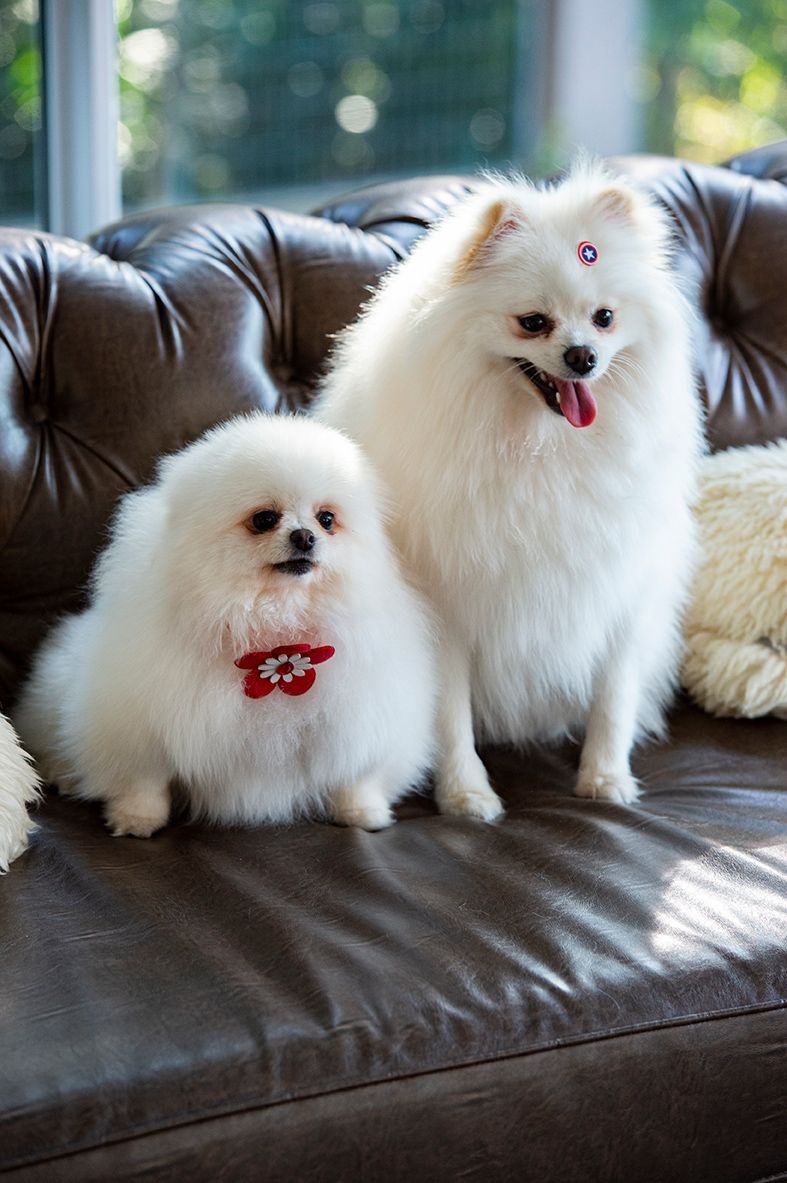 Hotel Refúgio da Montanha - Pet Friendly