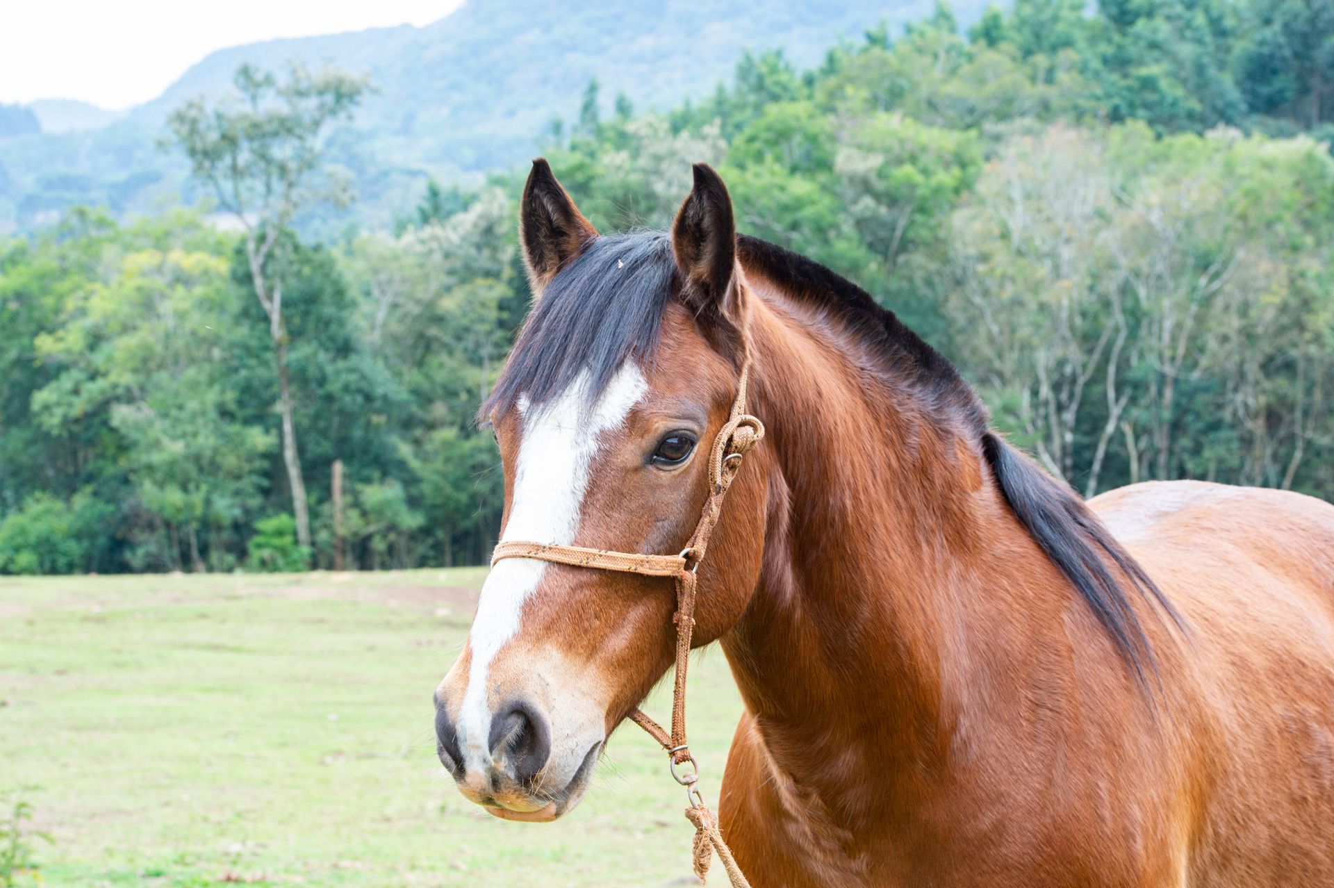 Um cavalo marrom com uma mancha branca no rosto está parado em um campo.