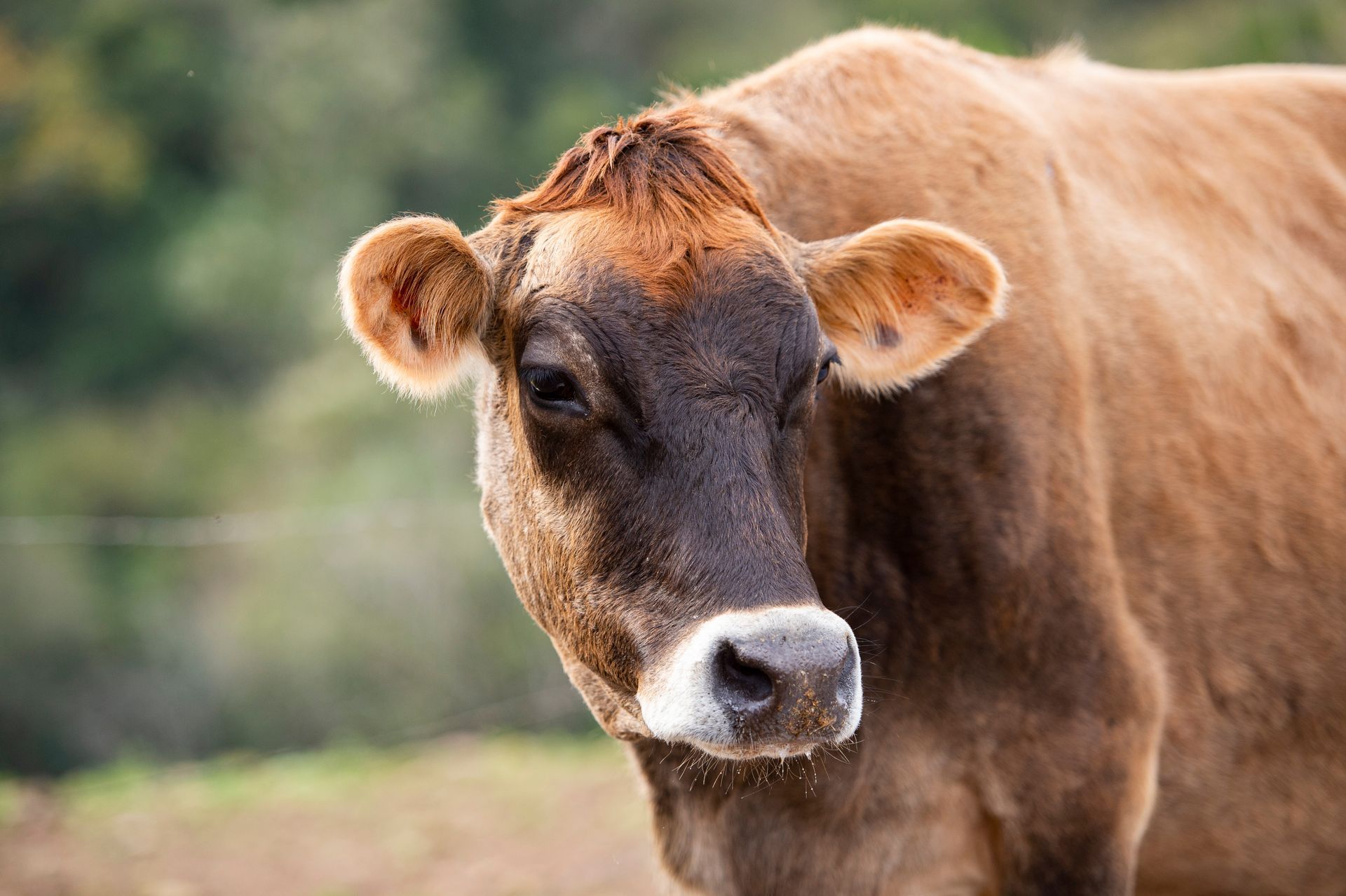Uma vaca marrom está parada em um campo e olhando para a câmera.