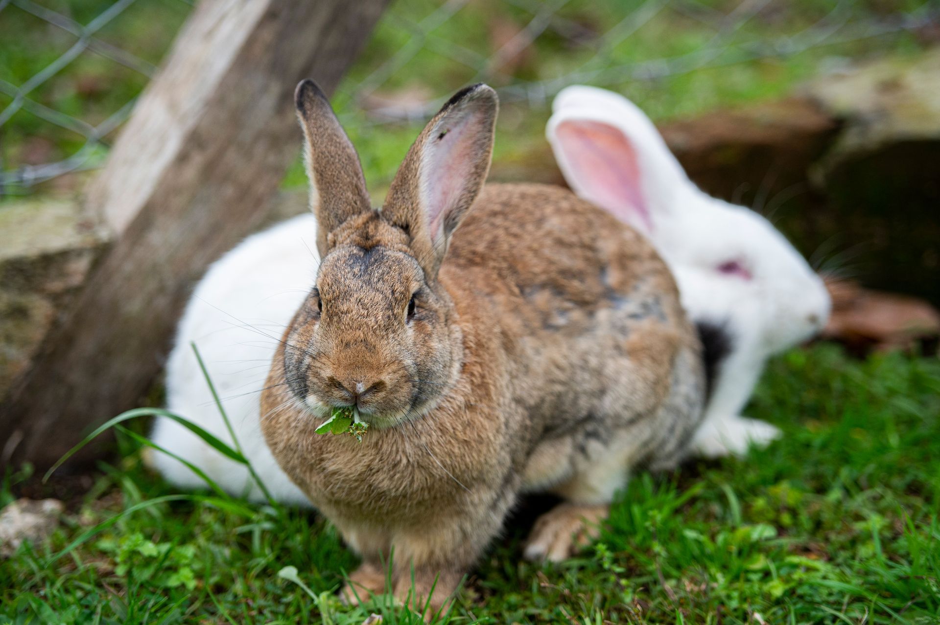 Dois coelhos, um marrom e um branco, estão comendo grama.