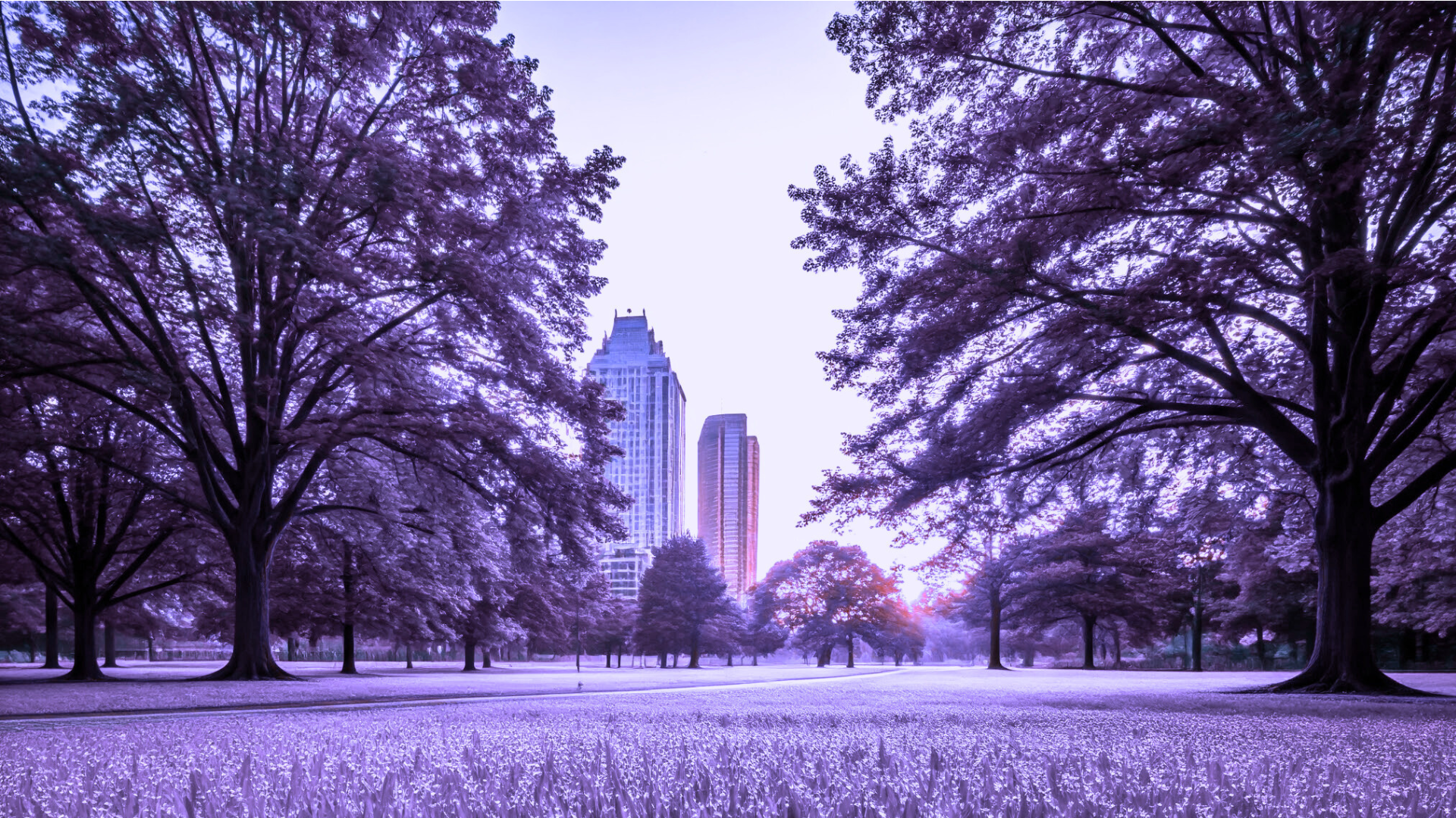 A park with purple trees and a city in the background