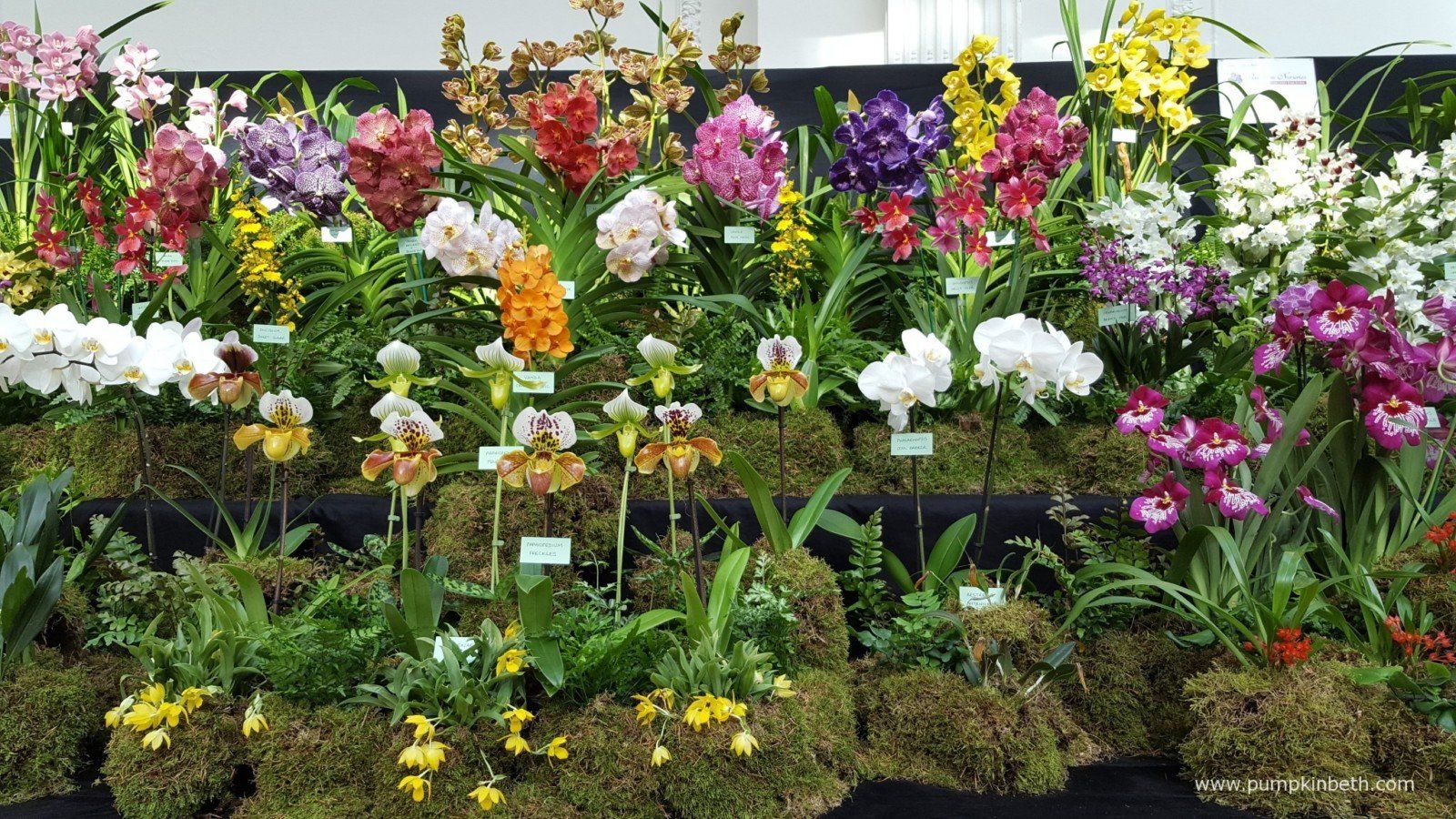 RHS Orchid Show