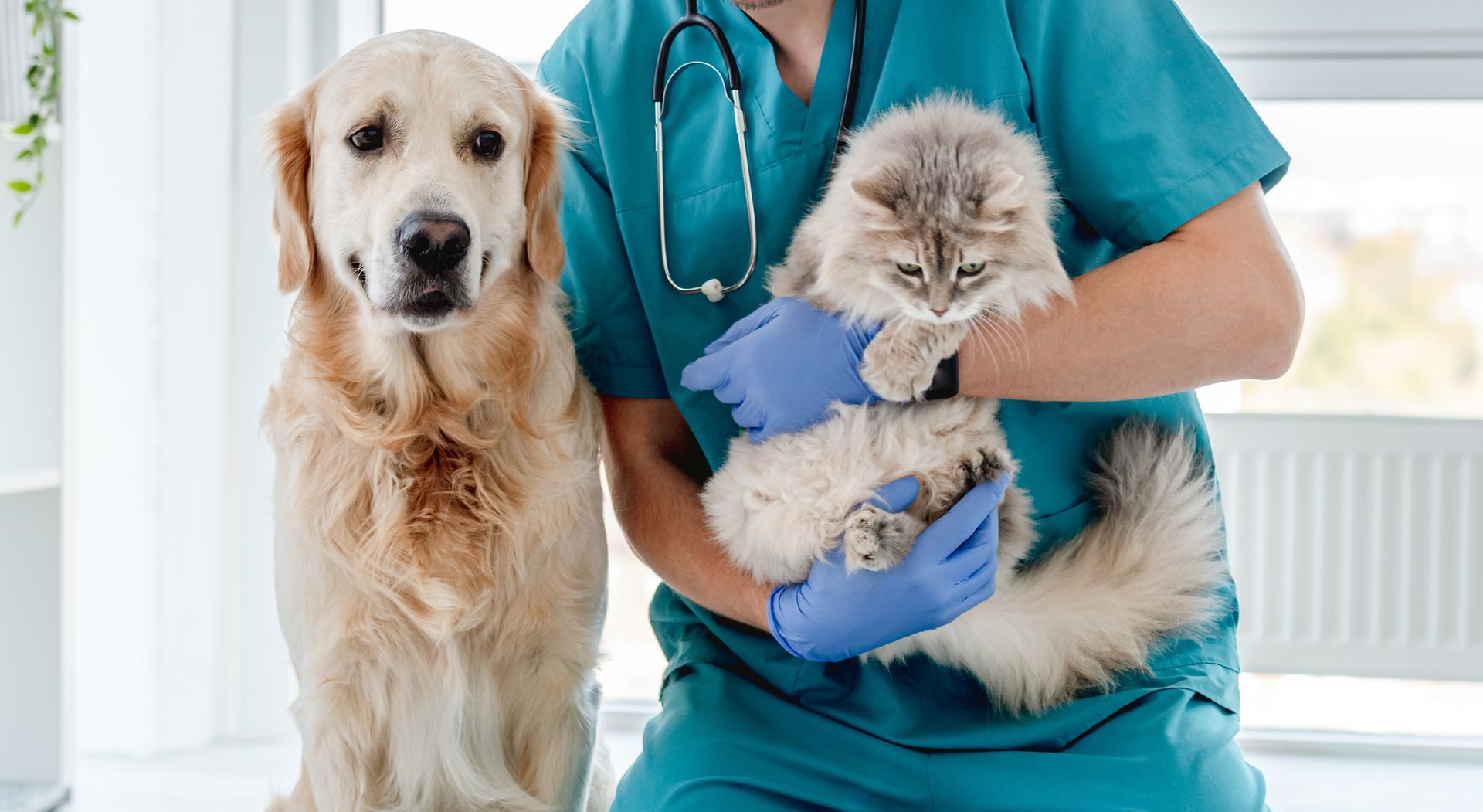 Veterinario in camice blu che tiene in braccio un soffice gatto; accanto a loro è seduto un cane golden retriever.