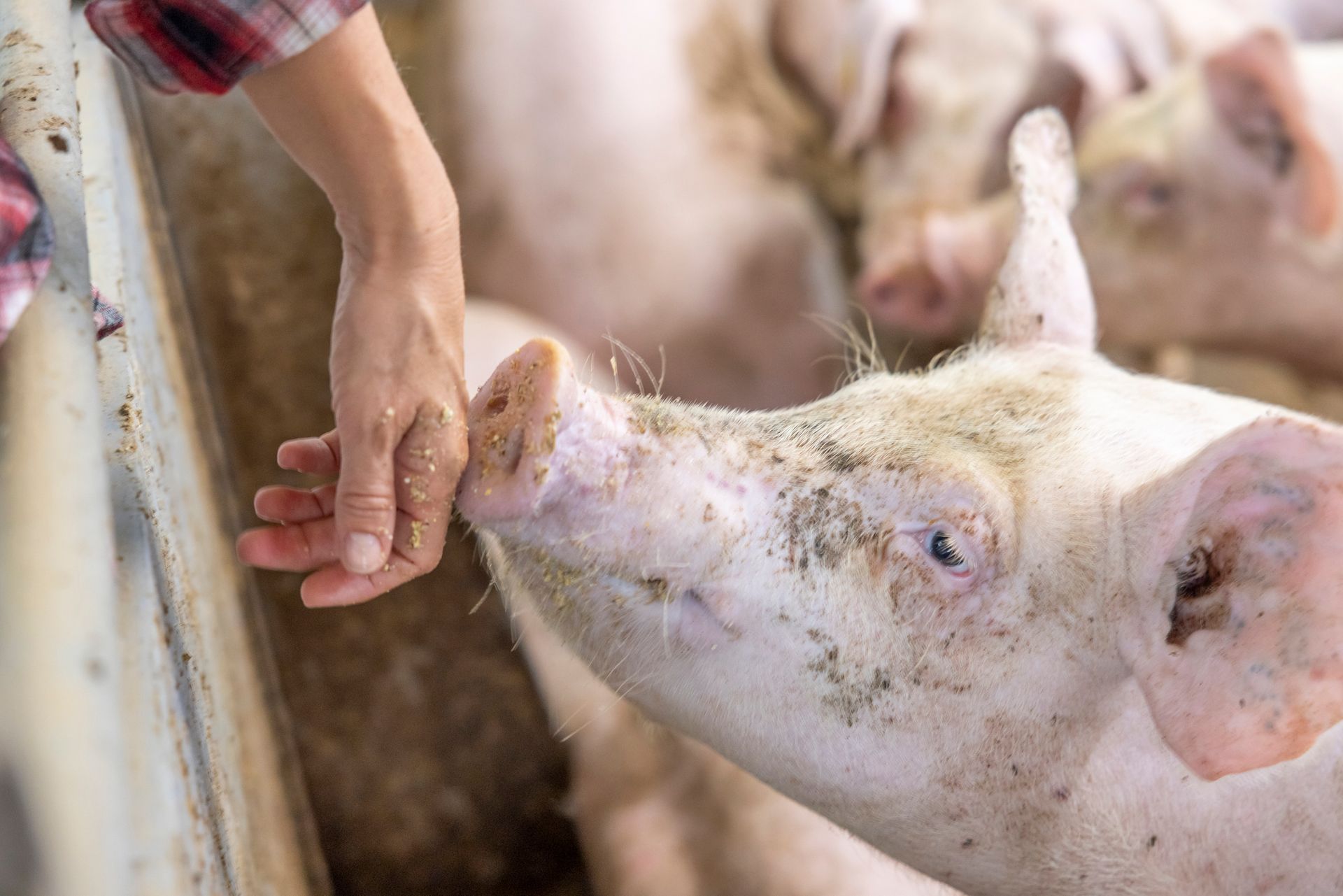 La mano di una persona tocca il muso di un maiale in un recinto; il maiale alza lo sguardo verso la mano.