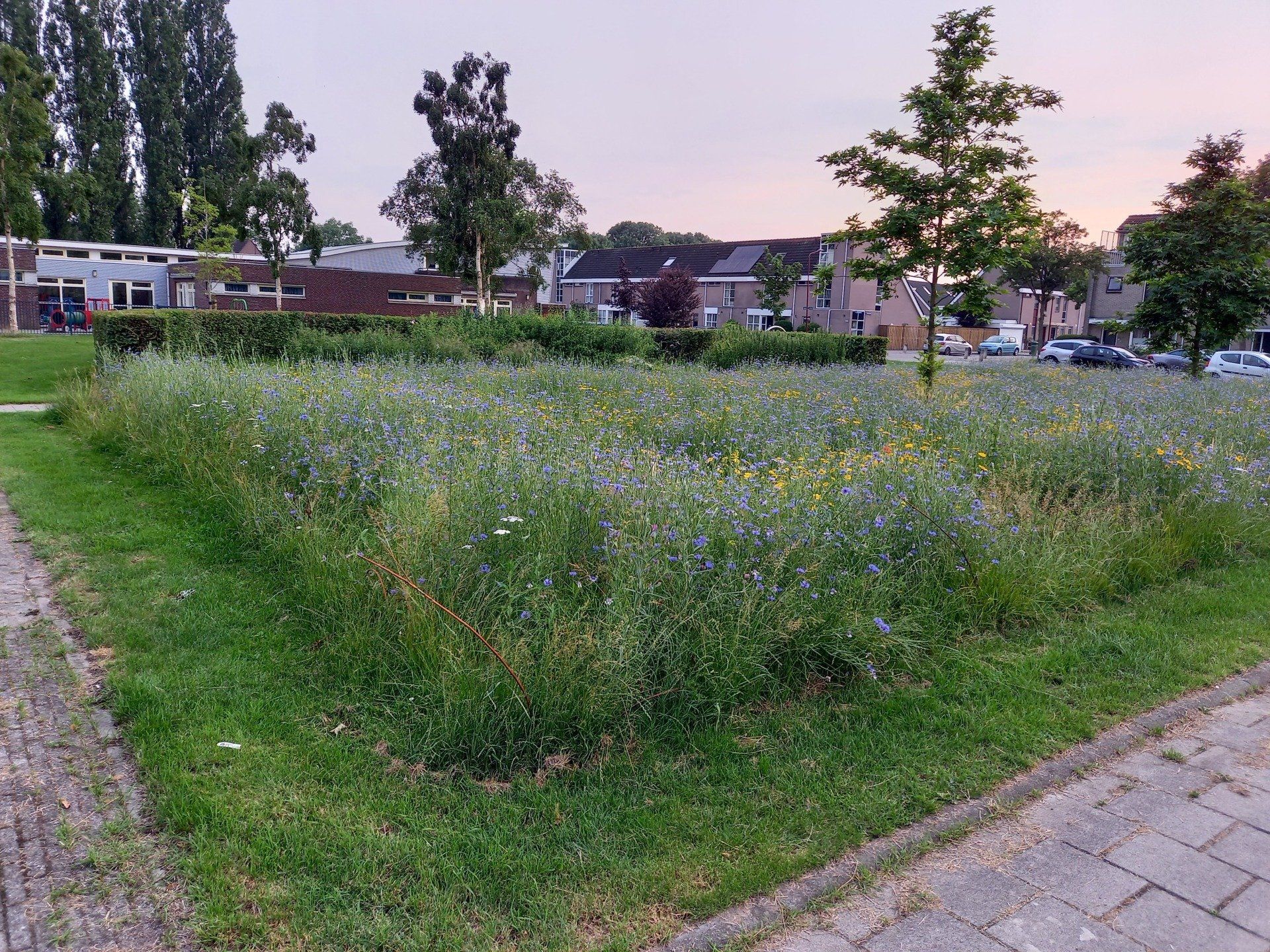 Wilde bloemenweide Roskamweide 2021