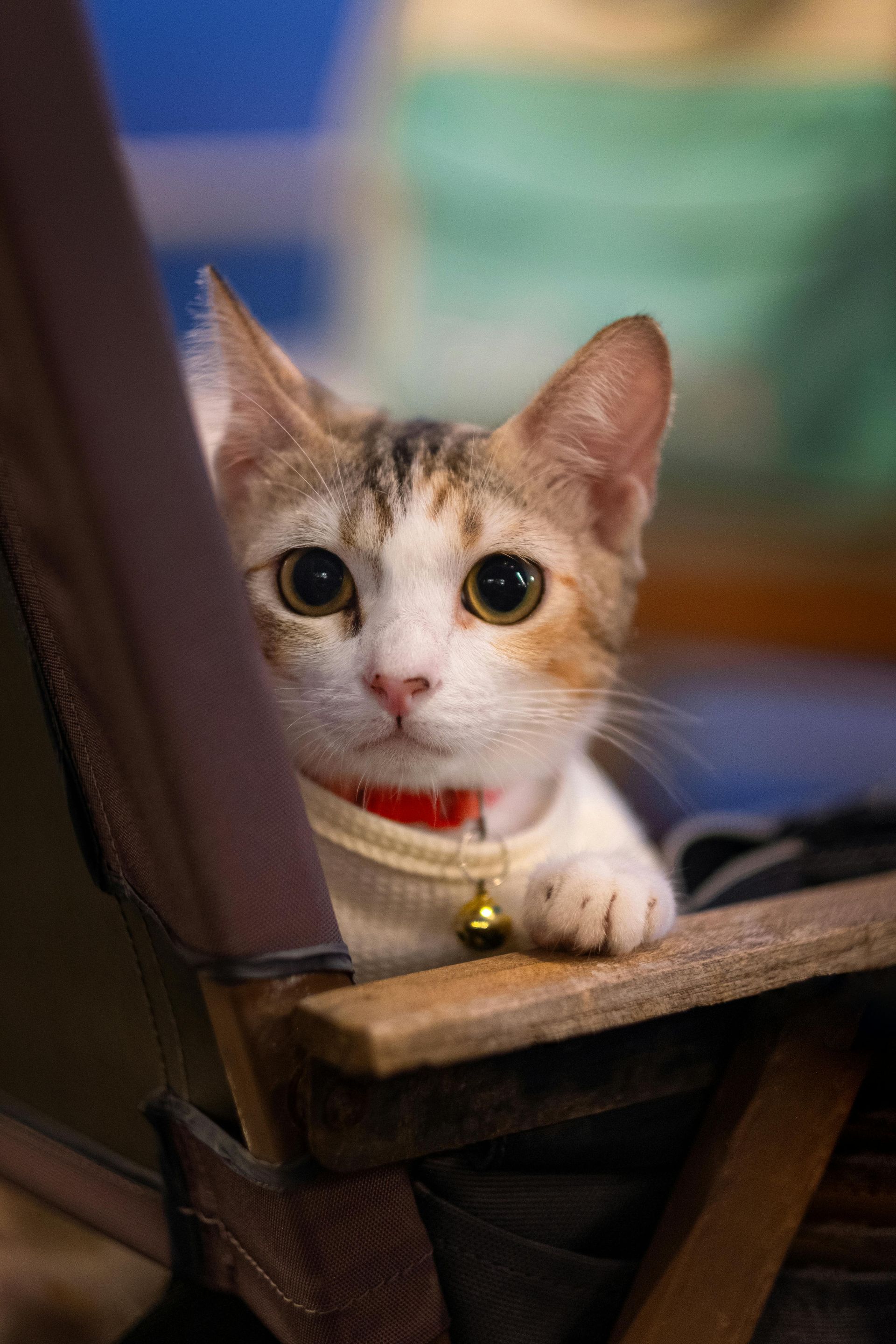 A kitten with white, ginger, and grey fur wears a small red collar with a bell while sitting in a wooden director's chair.
