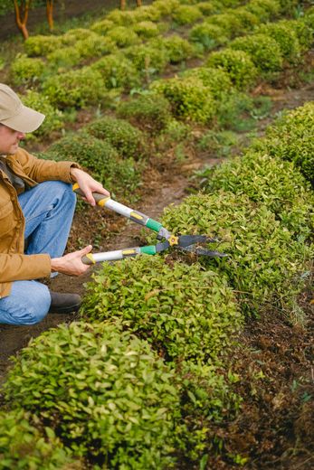 A man is kneeling down in a garden cutting a bush with a pair of scissors.
