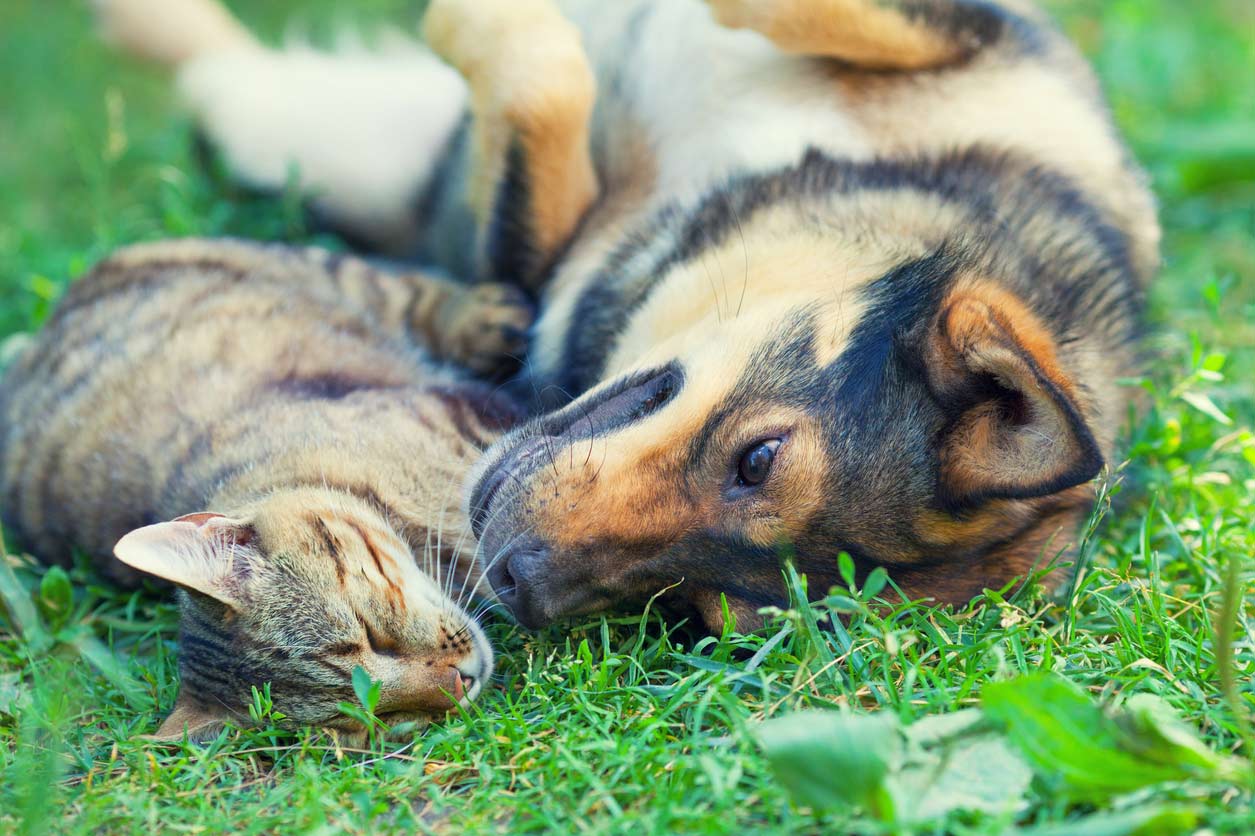 A tabby cat and German shephard snuggling together in the grass