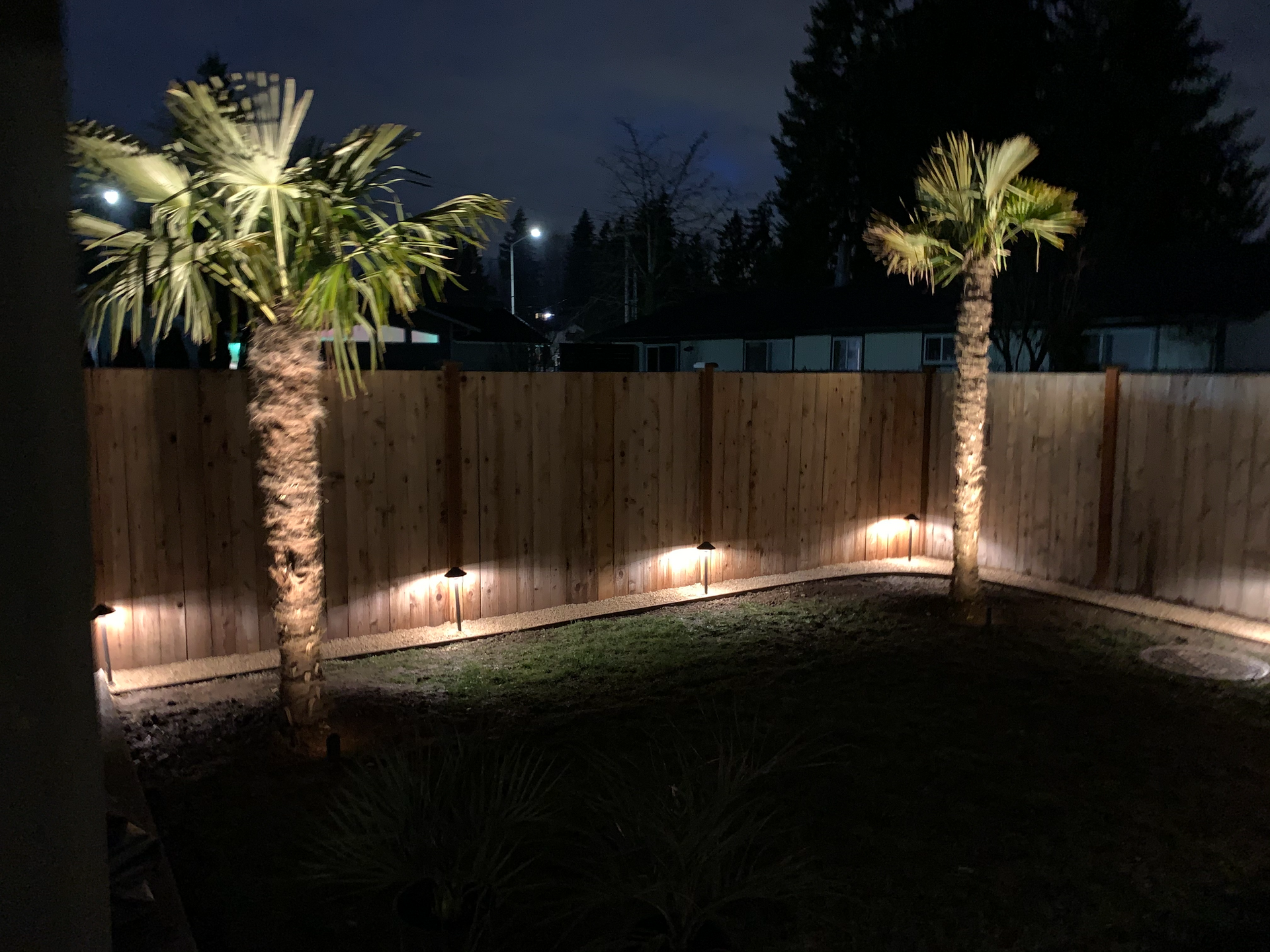 Two palm trees are lit up in front of a wooden fence at night.