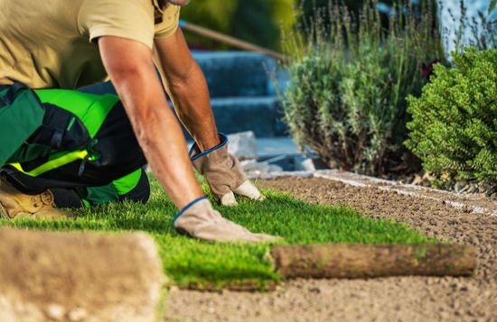 A man is kneeling down to roll out a lawn in a garden.