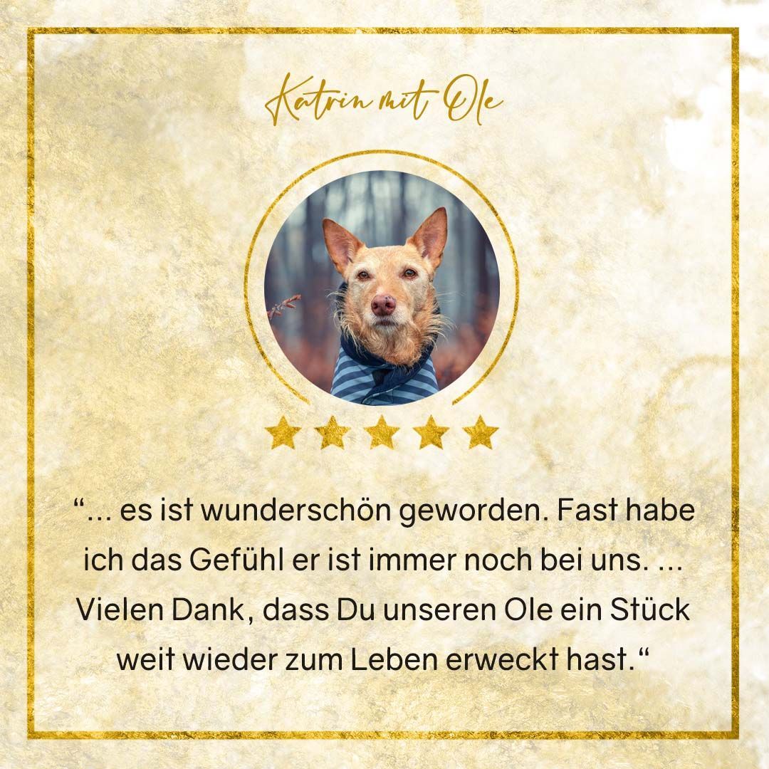 Hundefotografie Bildbearbeitung Erfahrungen Bewertung Susanne Elendt Tierfotografie