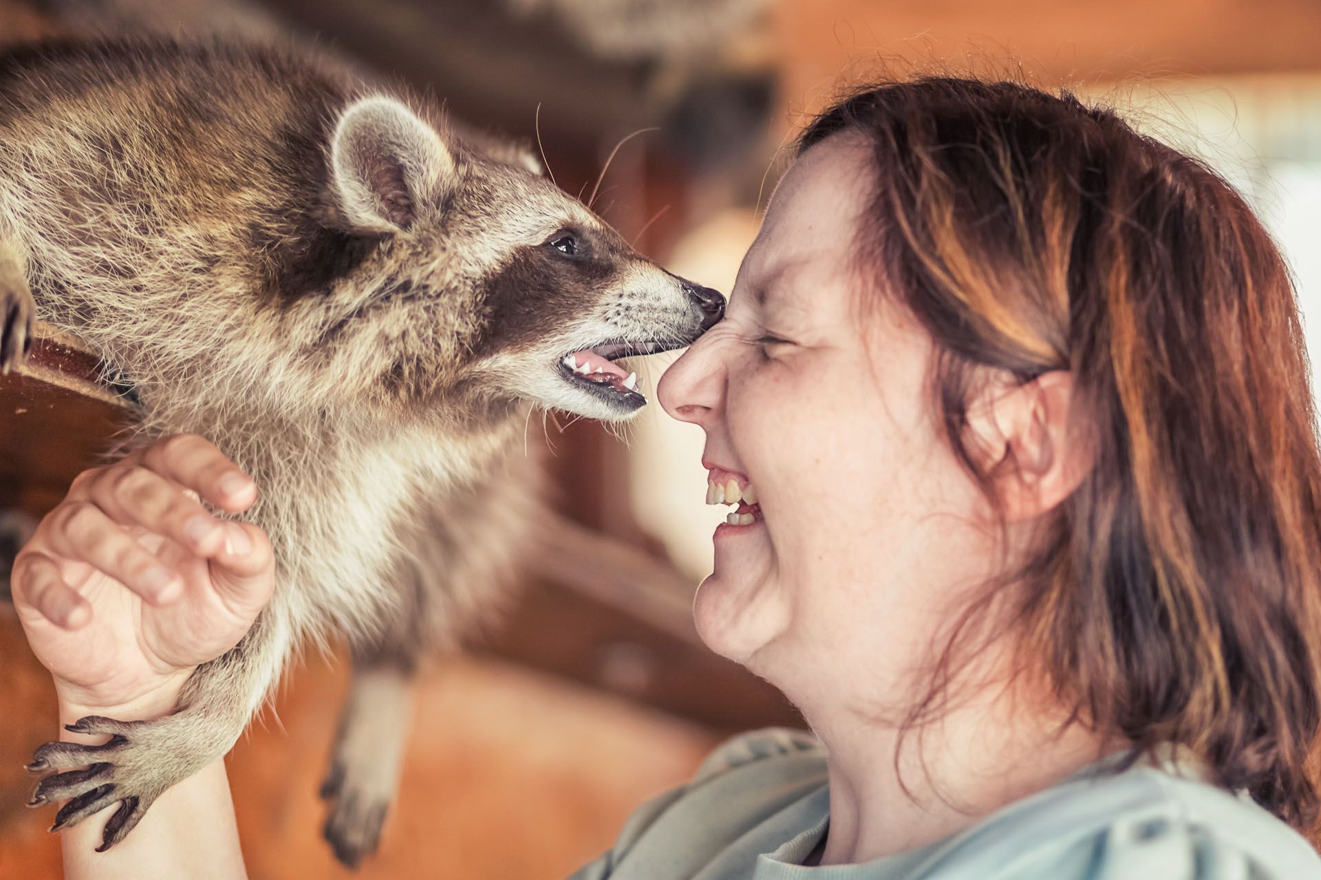 Waschbär Fotoerlebnis mit Herztierfotografie