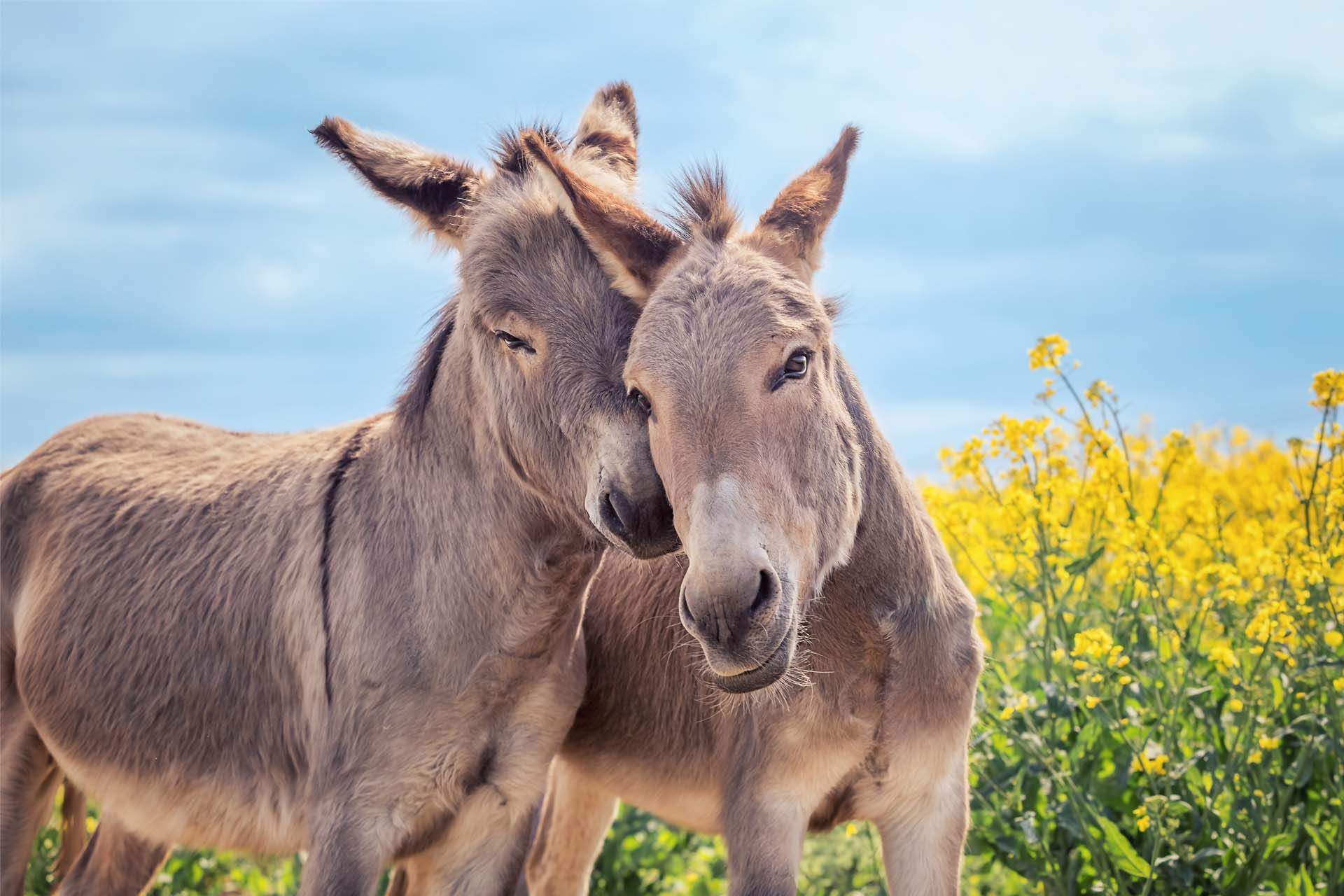 Eselfotoshooting Fotografie Miniesel Herztierfotografie Thüringen