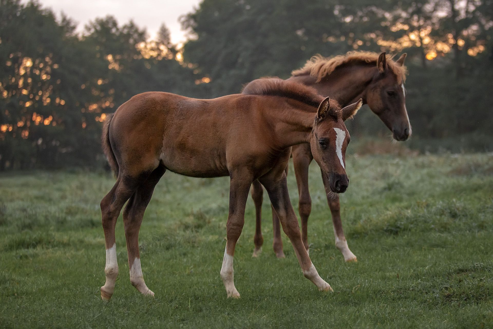 Fohlen fotografieren Pferdefotoshooting Thüringen Herztierfotografie