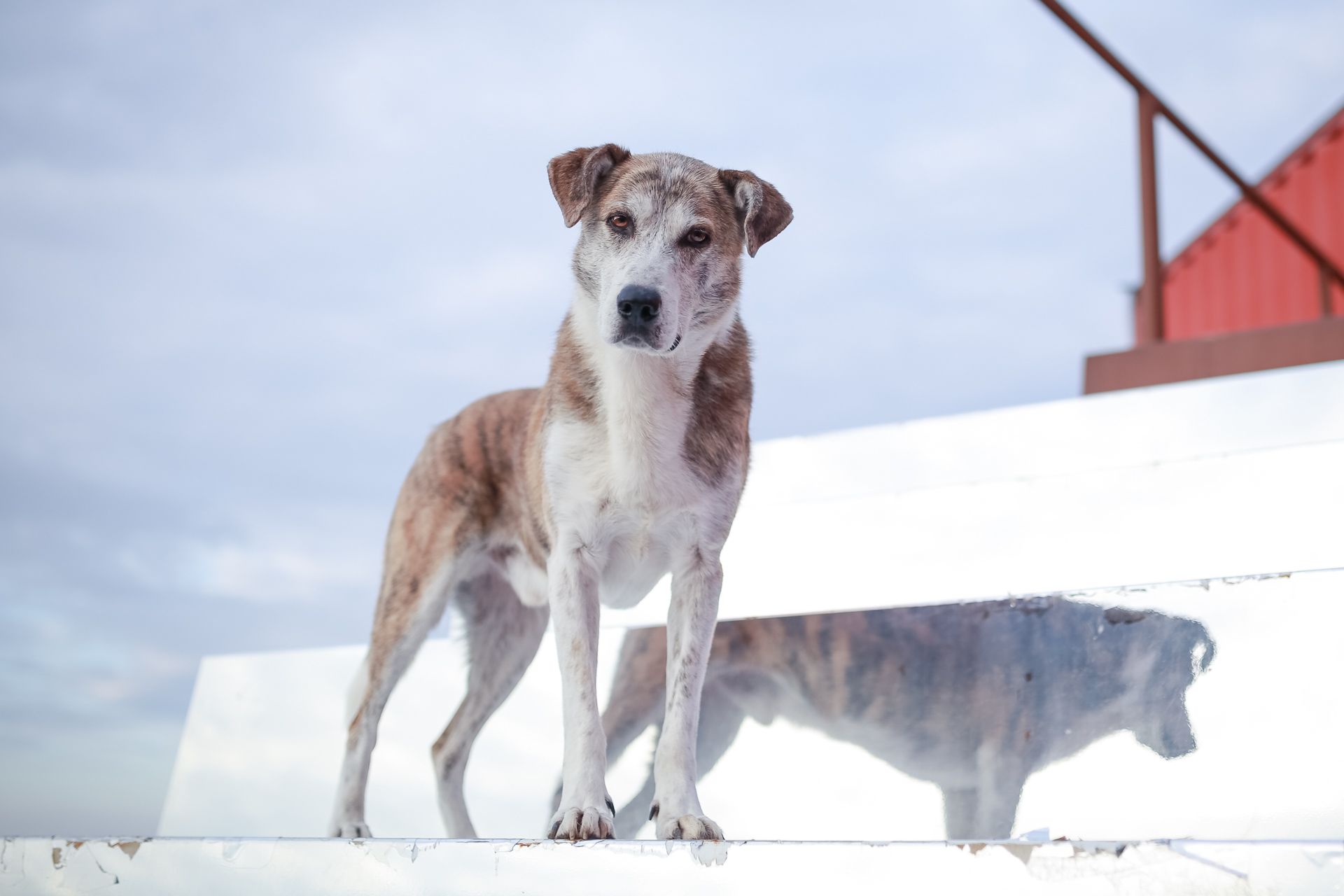 Hundeshooting auf Spiegeltreppe in Thüringen