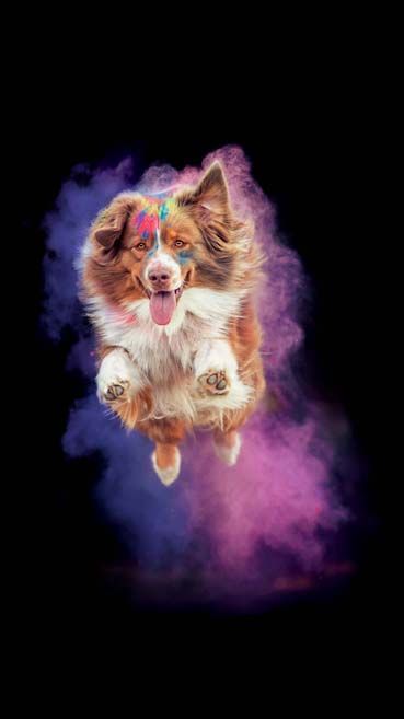 Holi-Fotoshootings in Thüringen Hundefotografie auch als Gutschein möglich