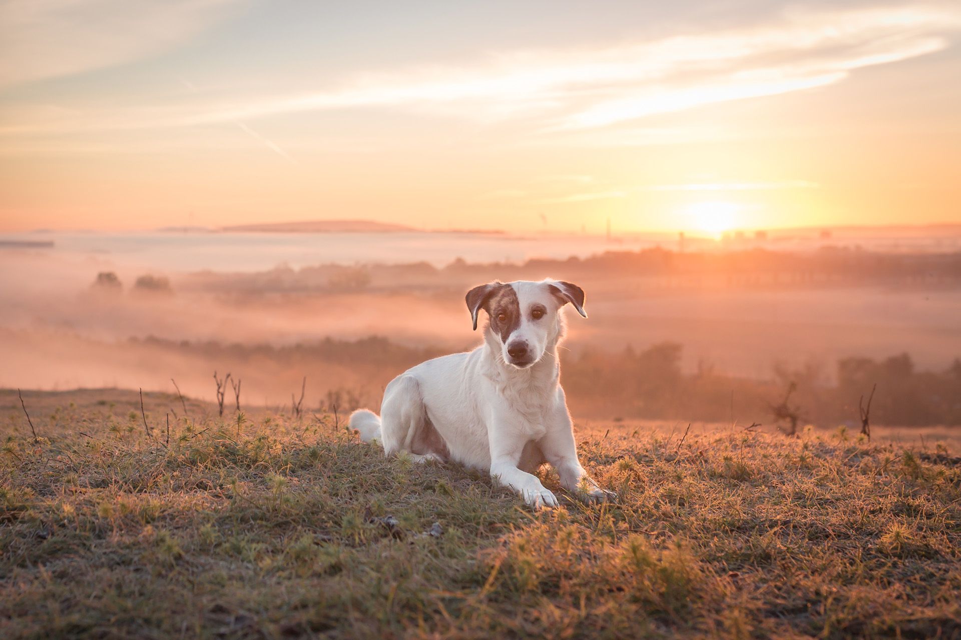 Hundefotografie
