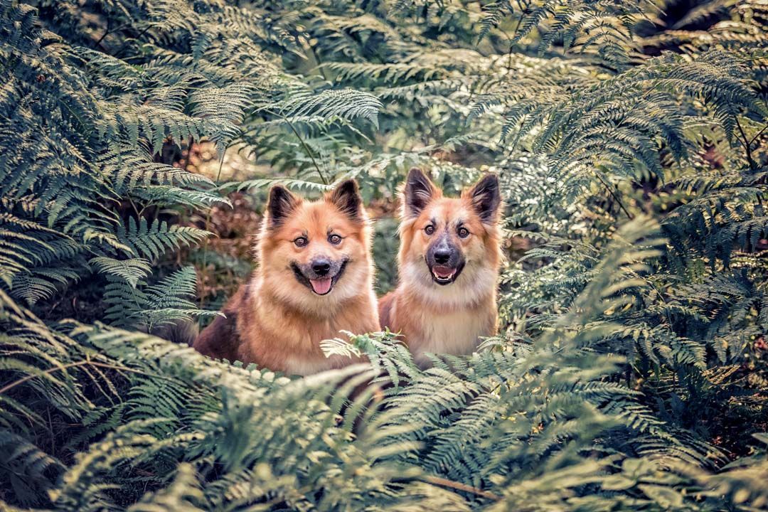 Hundefotografie Thüringen