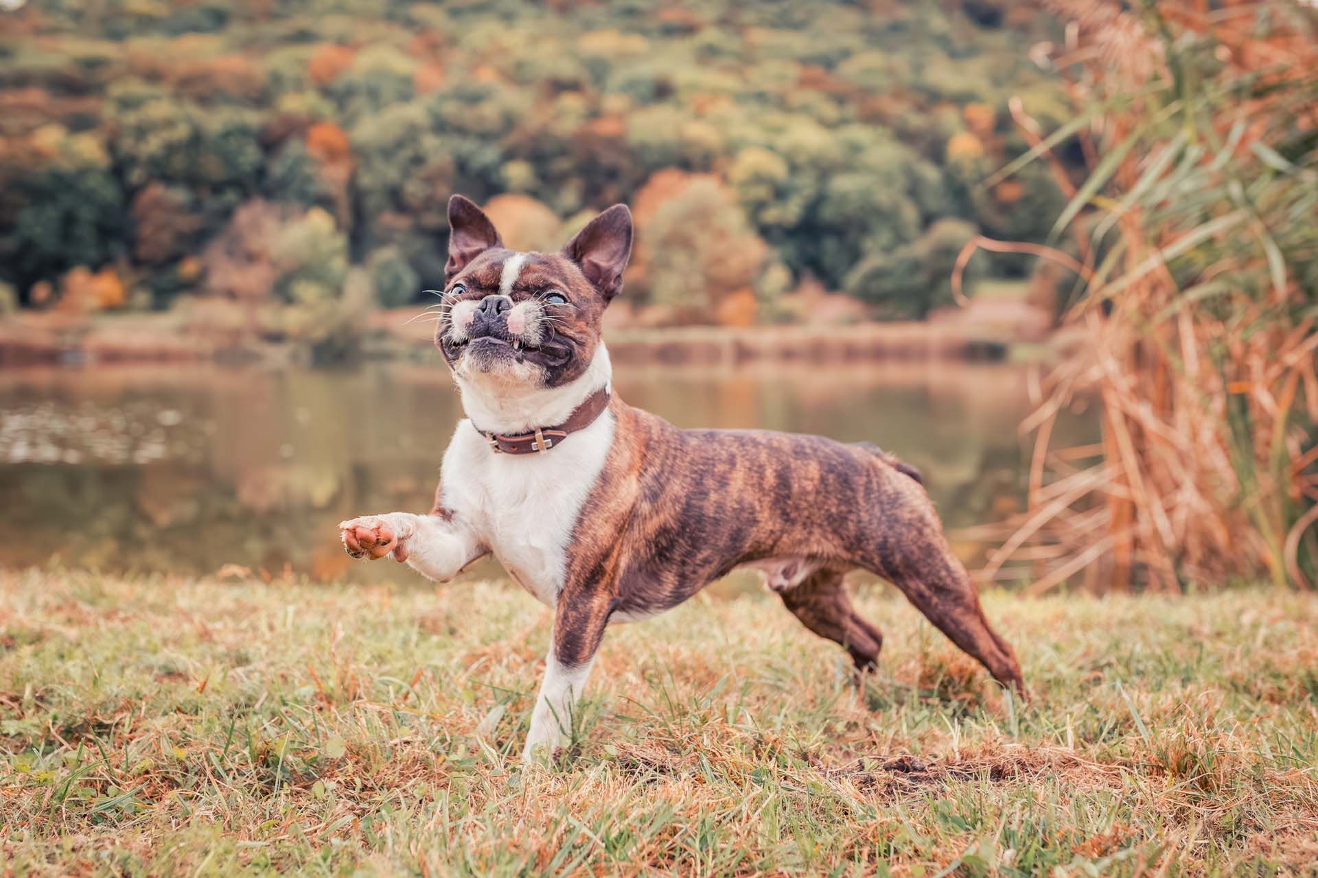 Hundefotoshooting HUNDErtRUNDE Drei Gleichen Tierfotografie in Thüringen
