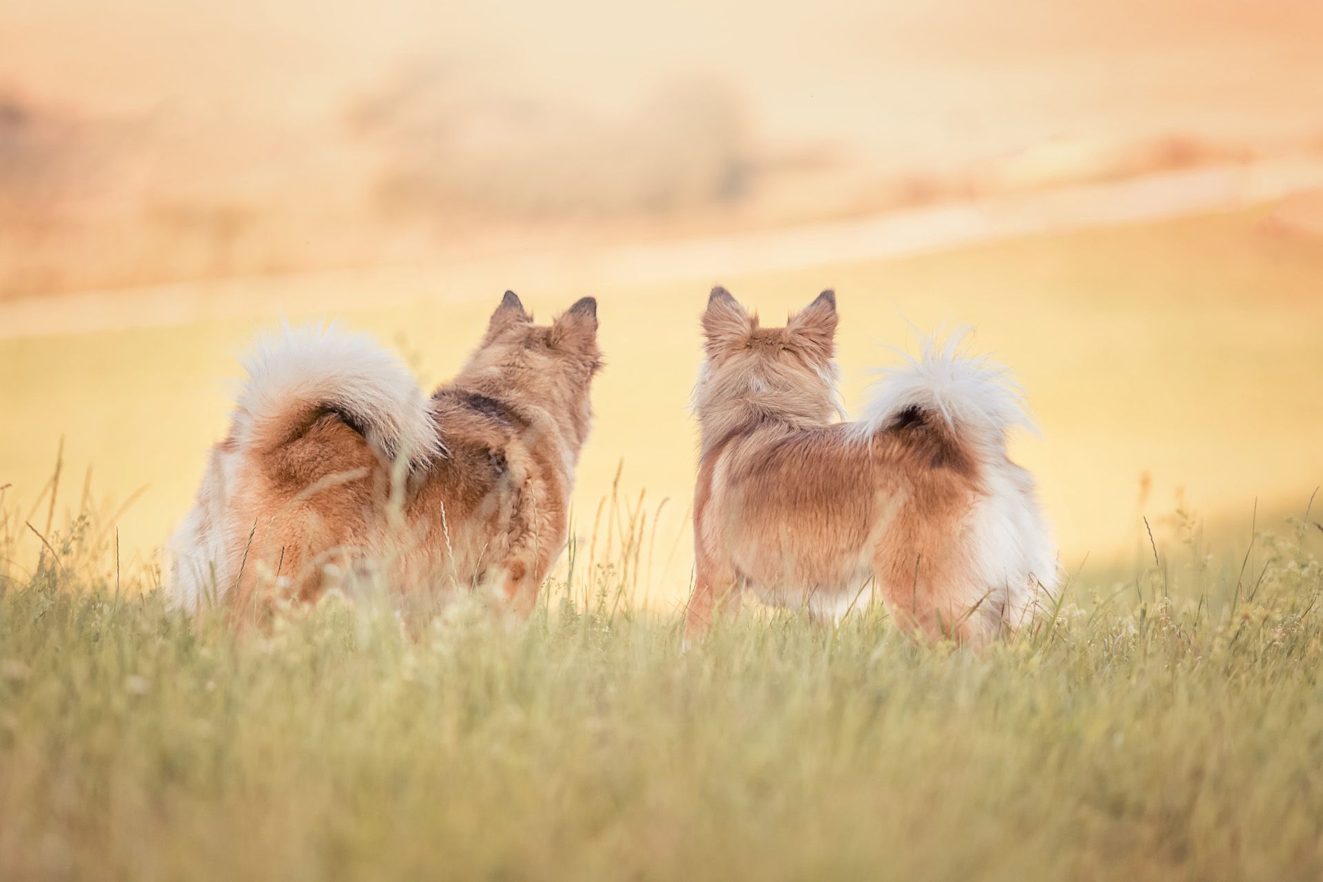 Hundefotografie Hundeshooting Tierfotografie in Thüringen