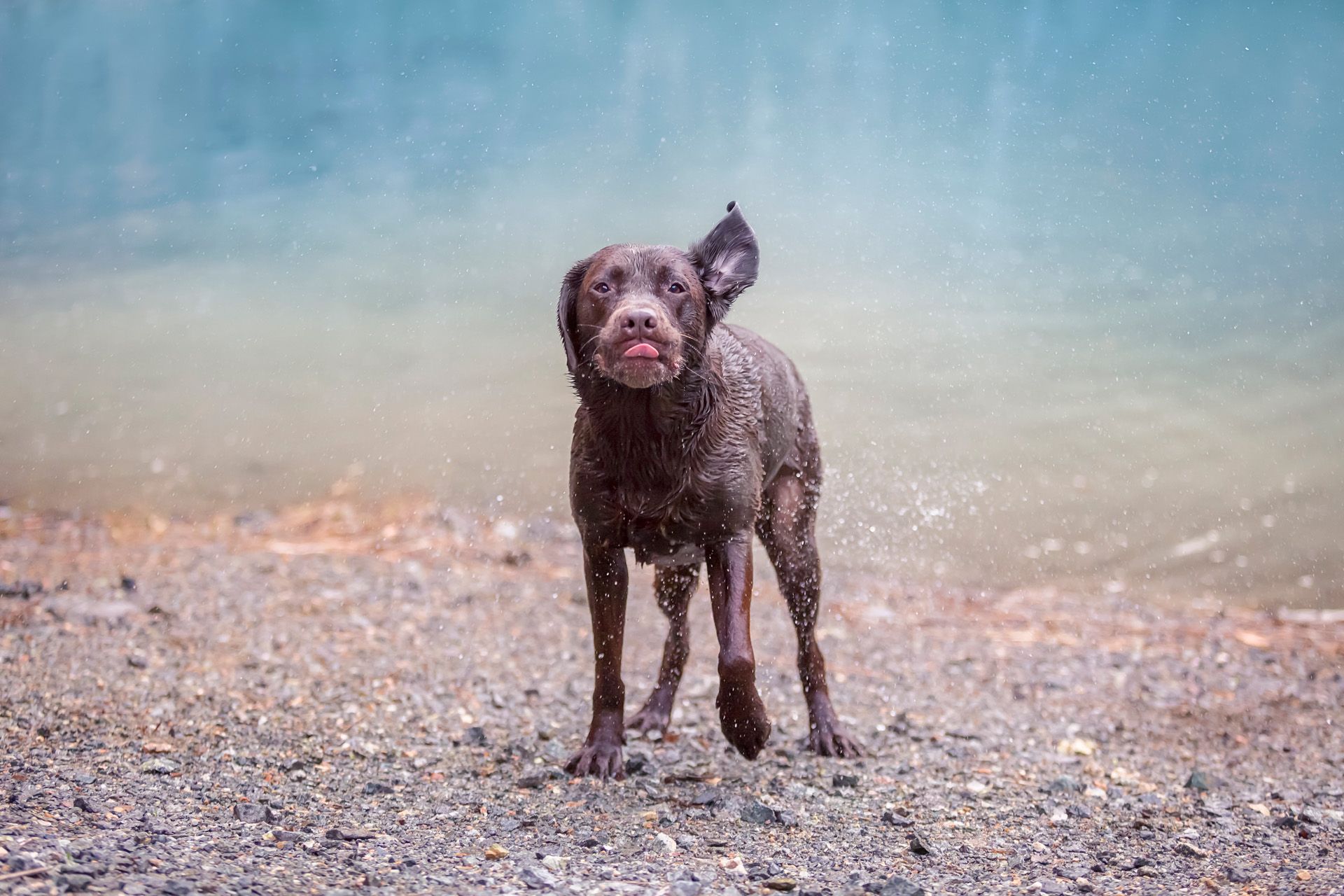 lustiges Hundebild Hund schüttelt sich - Tierfotografie in Thüringen jetzt buchen