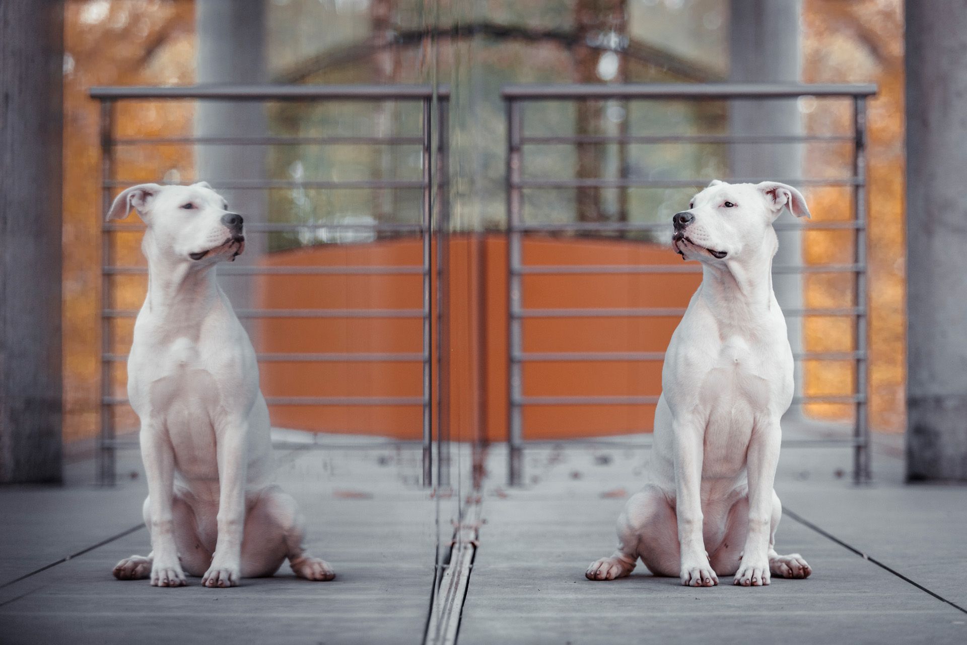 Hundespiegelbild - Tierfotografie in Thüringen jetzt buchen