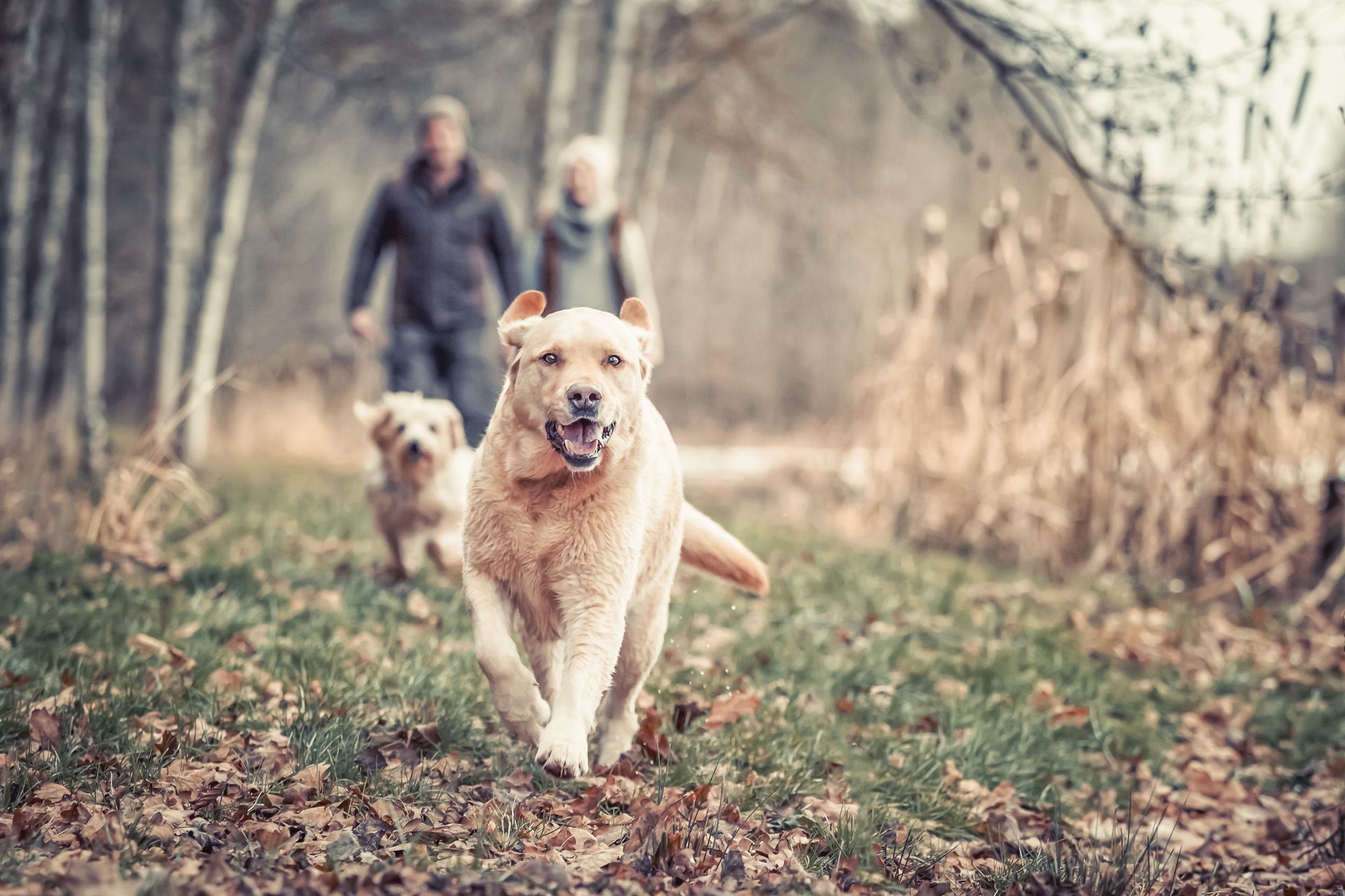 Hundefotografie Thüringen Tiershootings