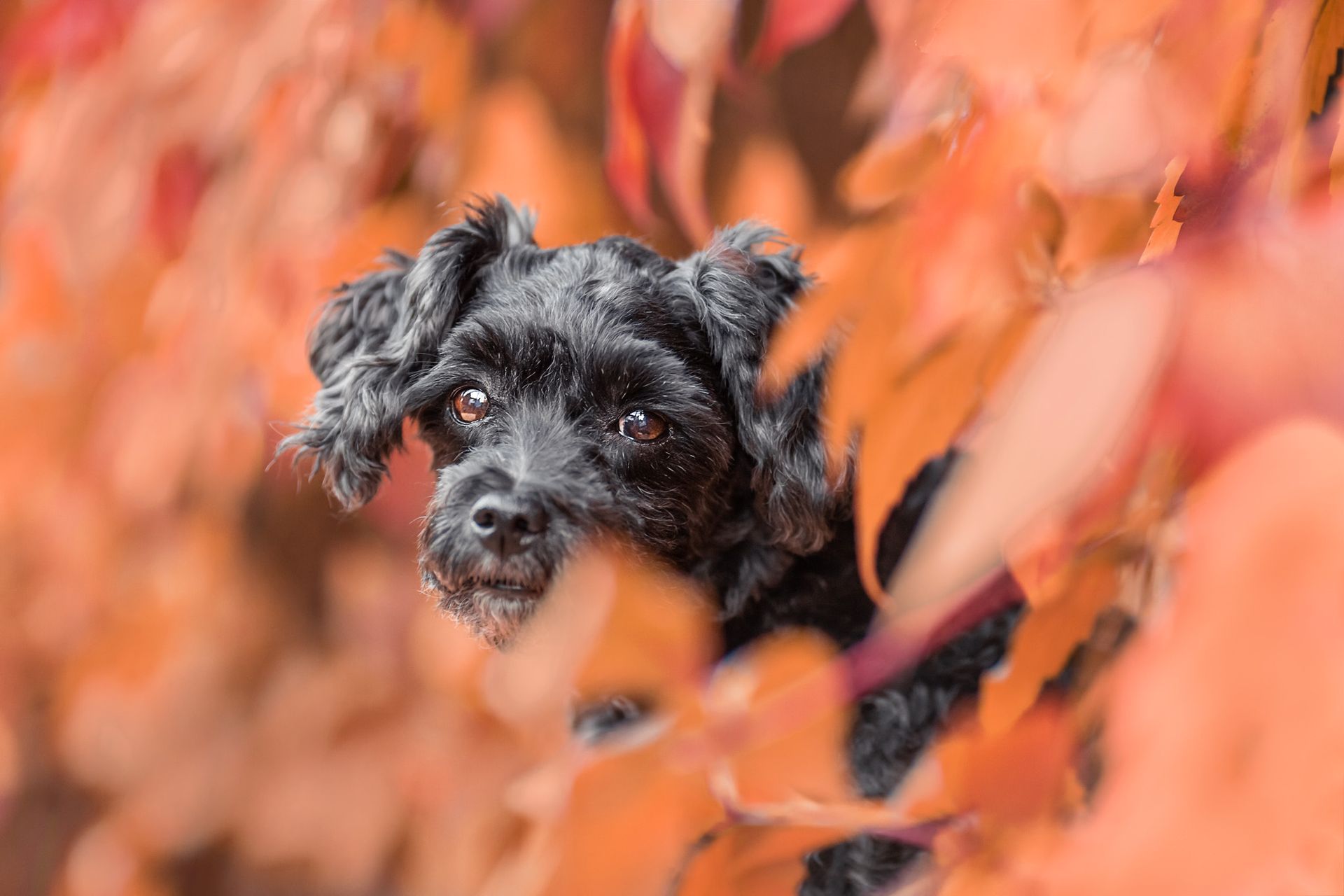 schwarzer Hund im Wein Hundefotografie Tierfotografin Erfurt stimmungsvolle Bilder Thüringen