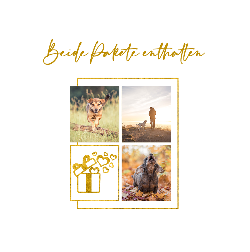 Inhalte der Hundefotoshooting-Pakete in Thüringen