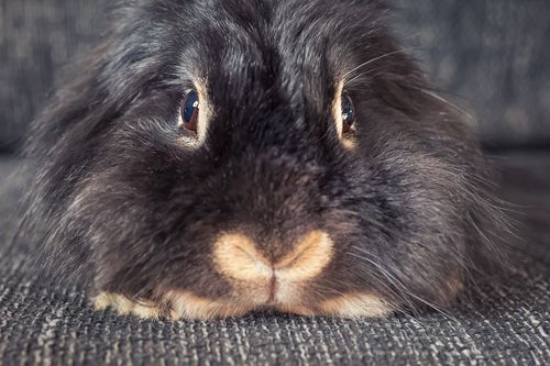 Tierfotoshooting Kaninchen Kleintiere Hoftiere Haustiere Herztierfotografie