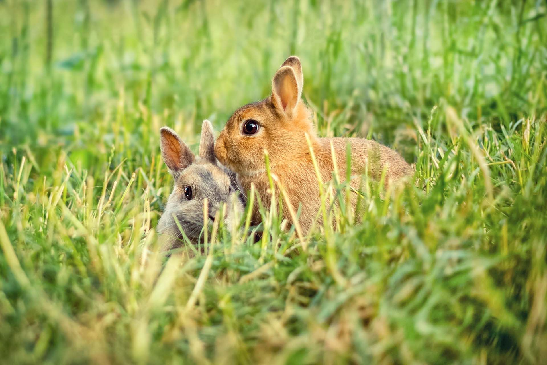 Tierfotografie Kleintiere Hoftiere Haustiere Kaninchen Meerschweinchen Esel Kühe Vögel Hühner und mehr