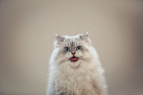 Katzenfotoshooting Apolda